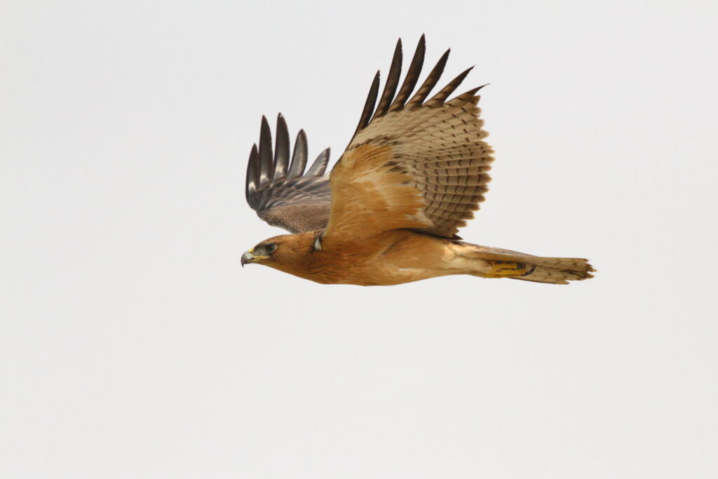 Bonelli's Eagle. Qatar, 21 October 2012 © Neil G. Morris.