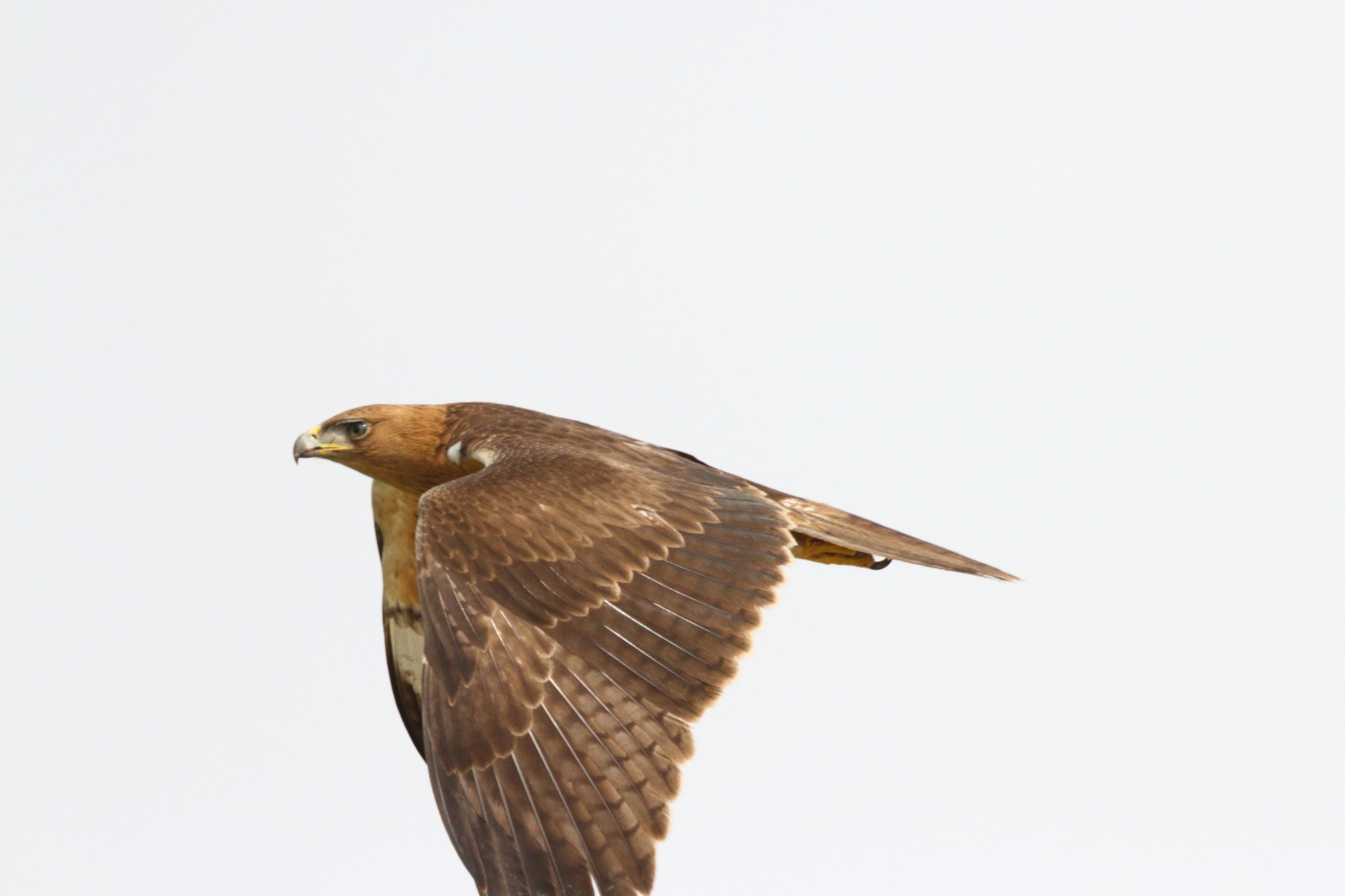 Bonelli's Eagle. Qatar, 21 October 2012 © Neil G. Morris.