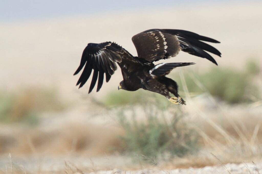 Greater Spotted Eagle. Qatar, 26 October 2012 © Neil G. Morris.