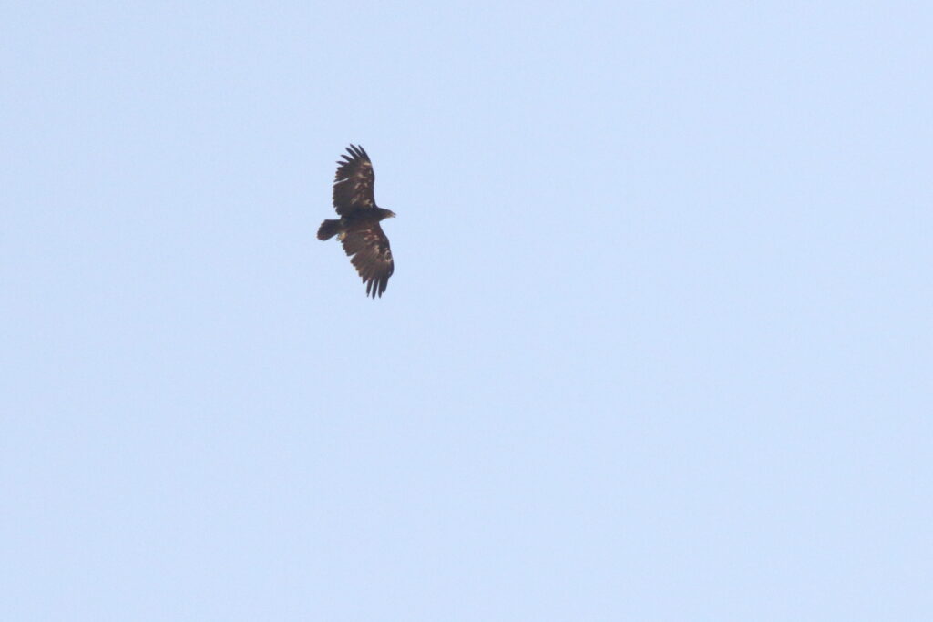 Greater Spotted Eagle. Qatar, 26 October 2012 © Neil G. Morris.