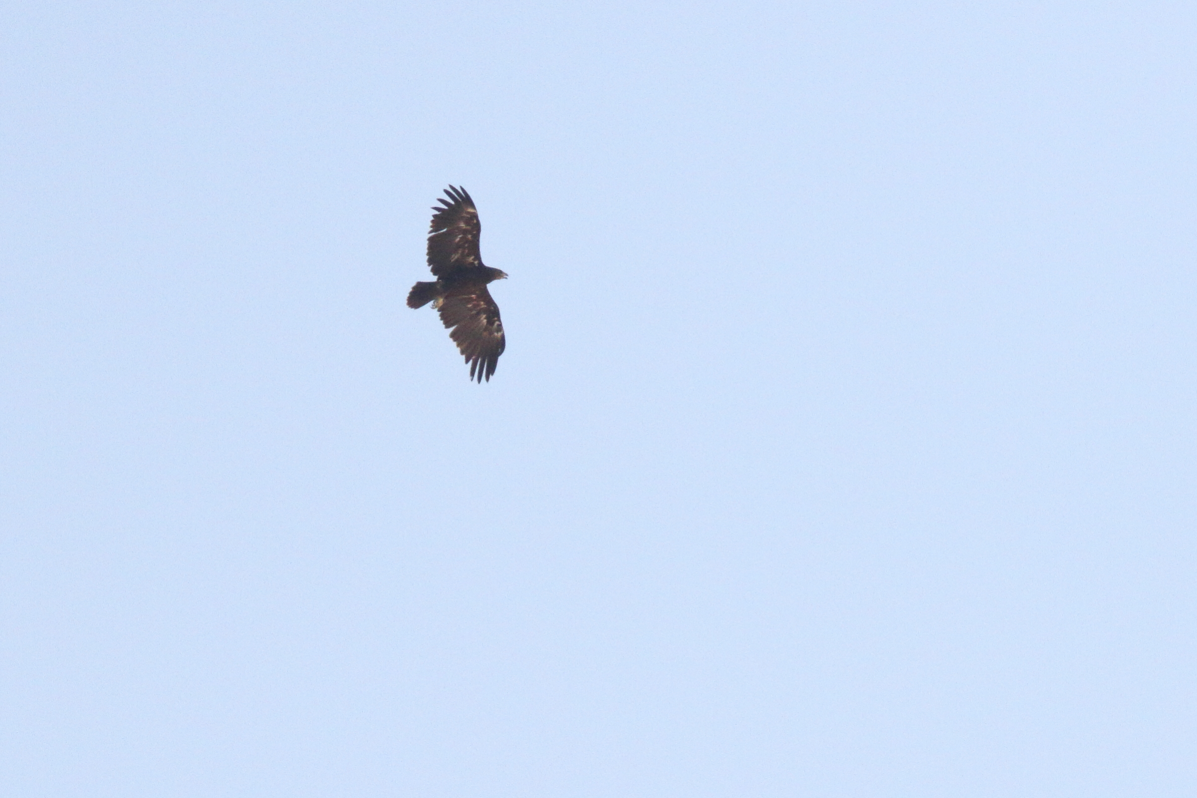 Greater Spotted Eagle. Qatar, 26 October 2012 © Neil G. Morris.