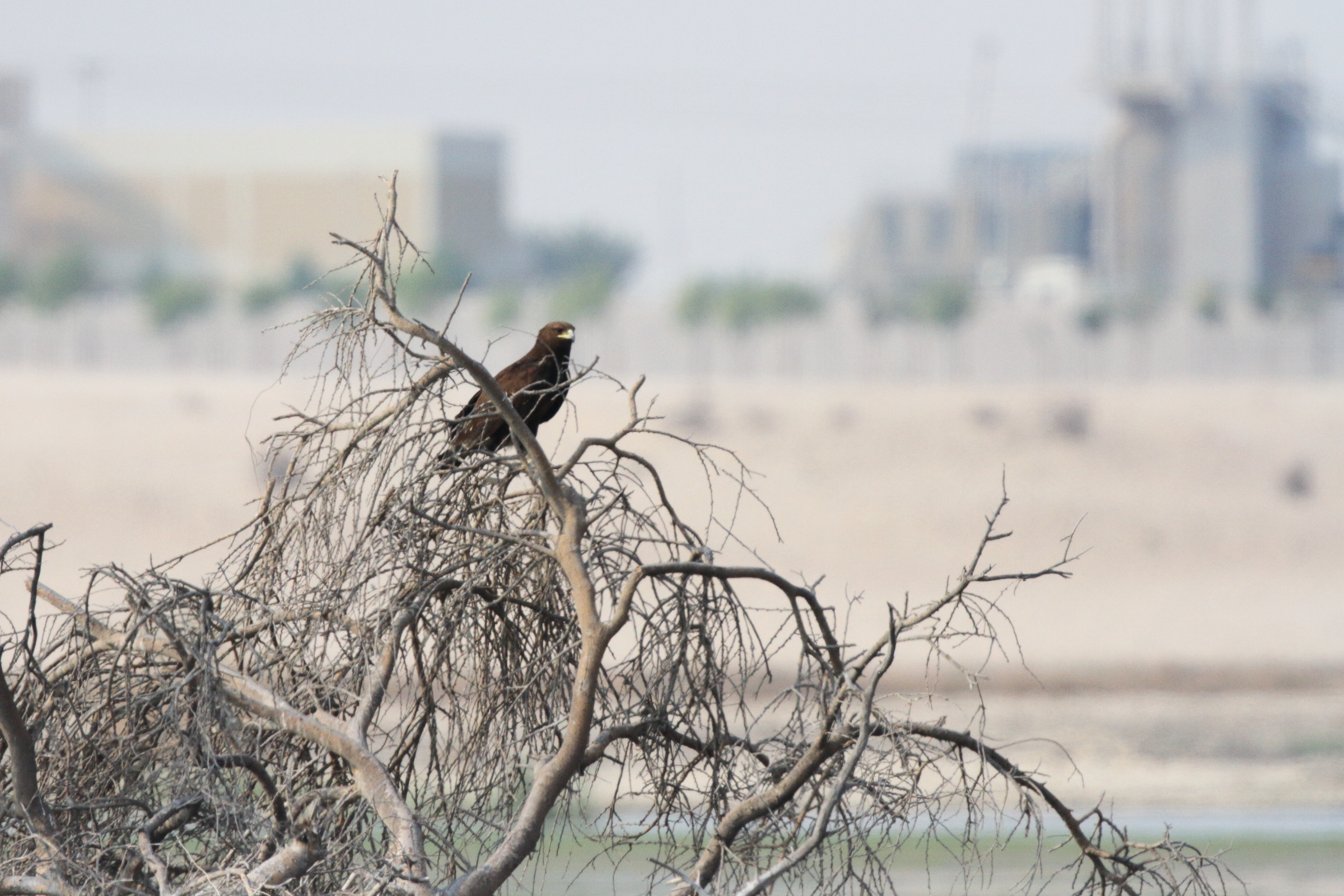 Greater Spotted Eagle. Qatar, 04 November 2012 © Neil G. Morris.