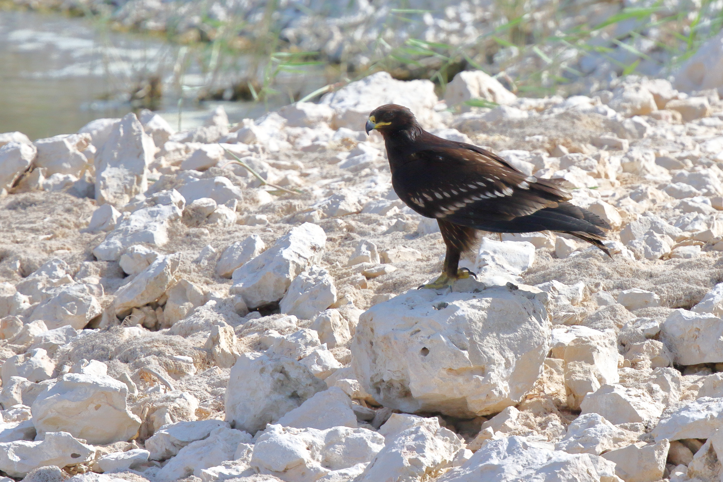 Greater Spotted Eagle. Qatar, 16 November 2012 © Neil G. Morris.