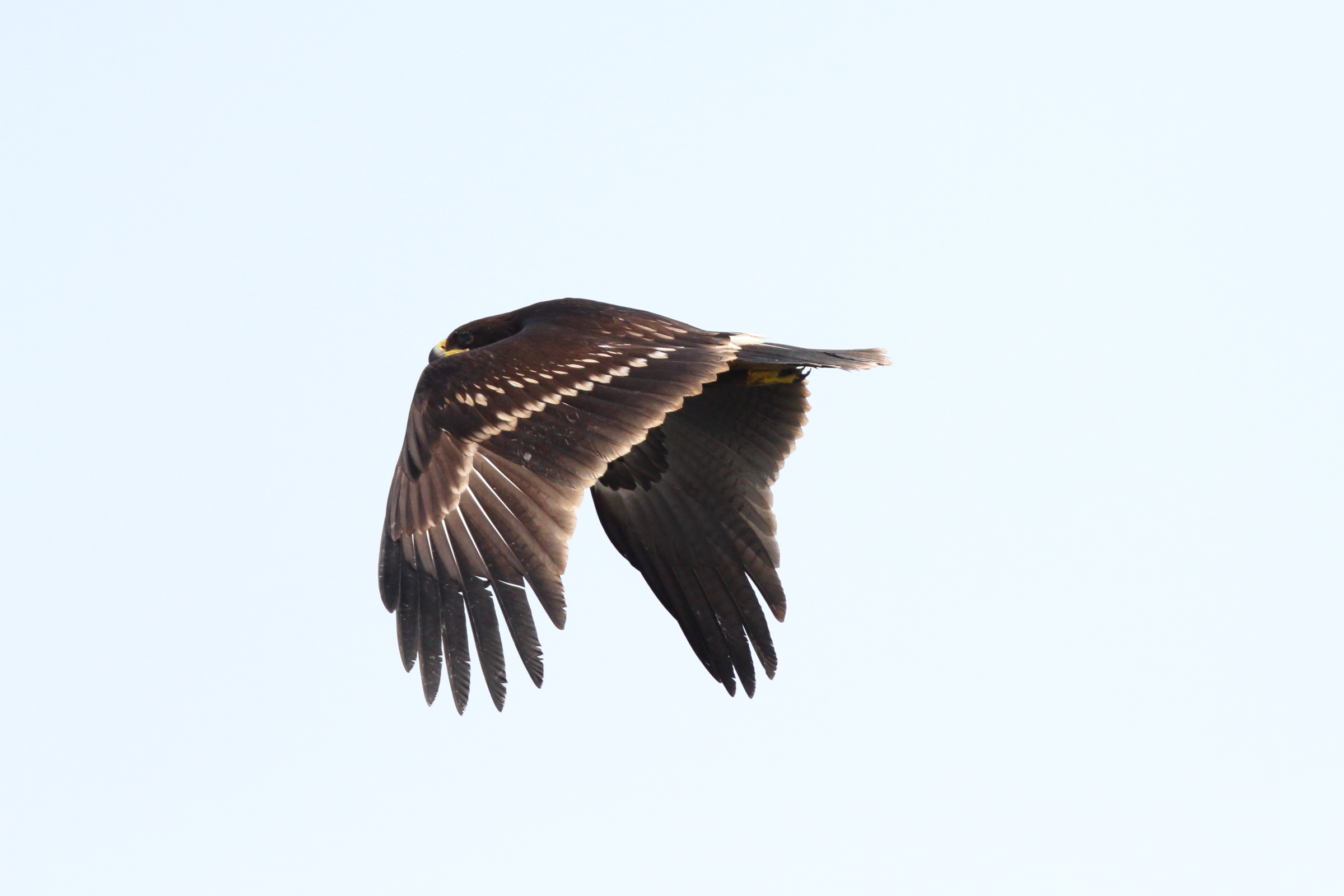 Greater Spotted Eagle. Qatar, 16 November 2012 © Neil G. Morris.