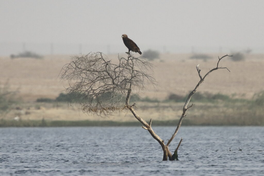 Greater Spotted Eagle. Qatar, 25 February 2013 © Neil G. Morris.