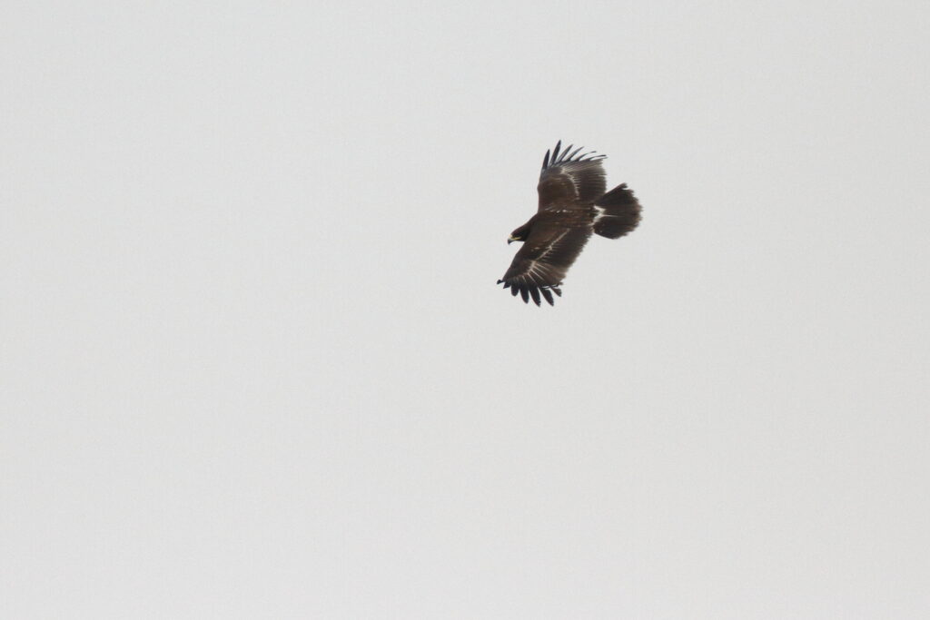 Greater Spotted Eagle. Qatar, 20 March 2013 © Neil G. Morris.
