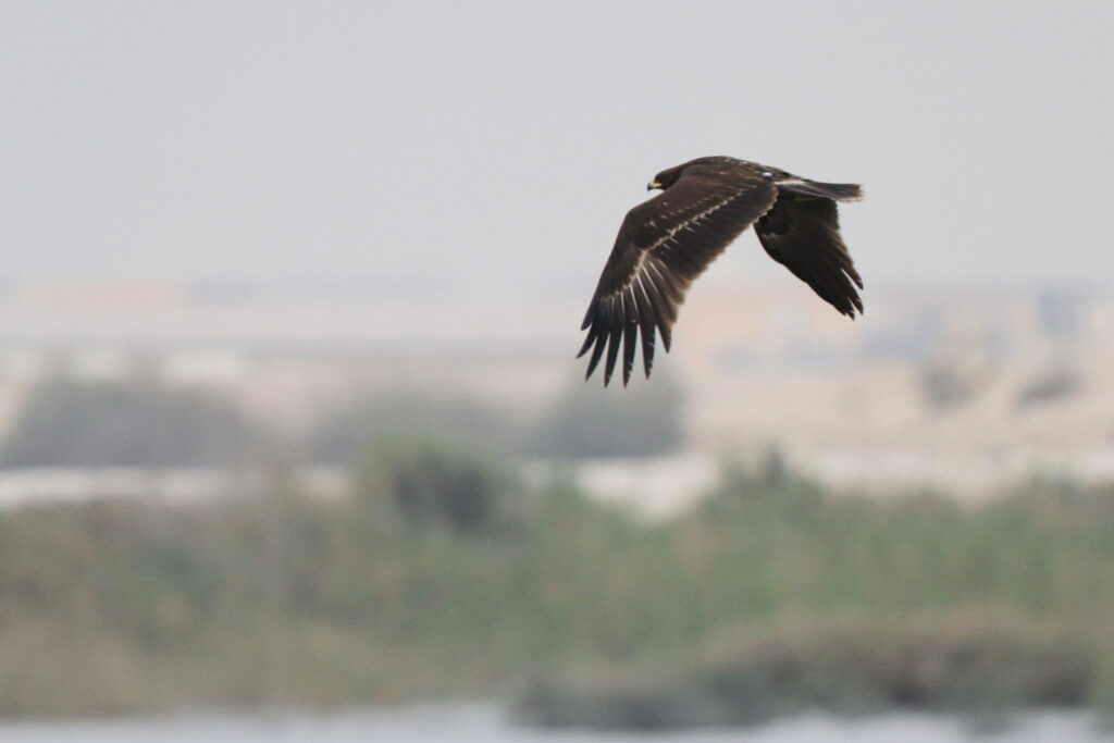 Greater Spotted Eagle. Qatar, 23 March 2013 © Neil G. Morris.