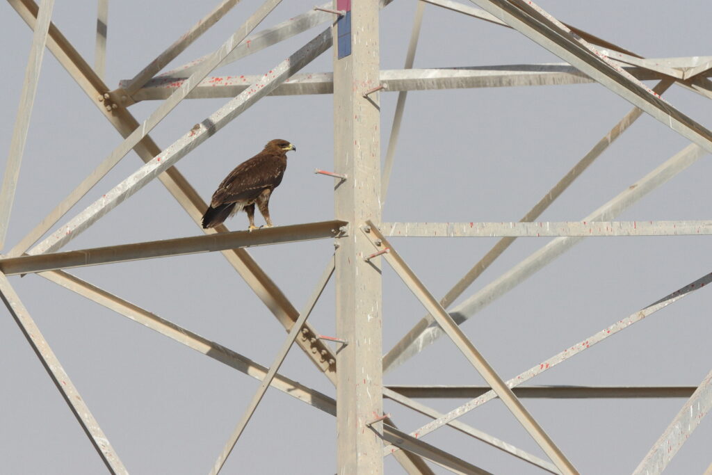 Greater Spotted Eagle. Qatar, 18 June 2014 © Neil G. Morris.