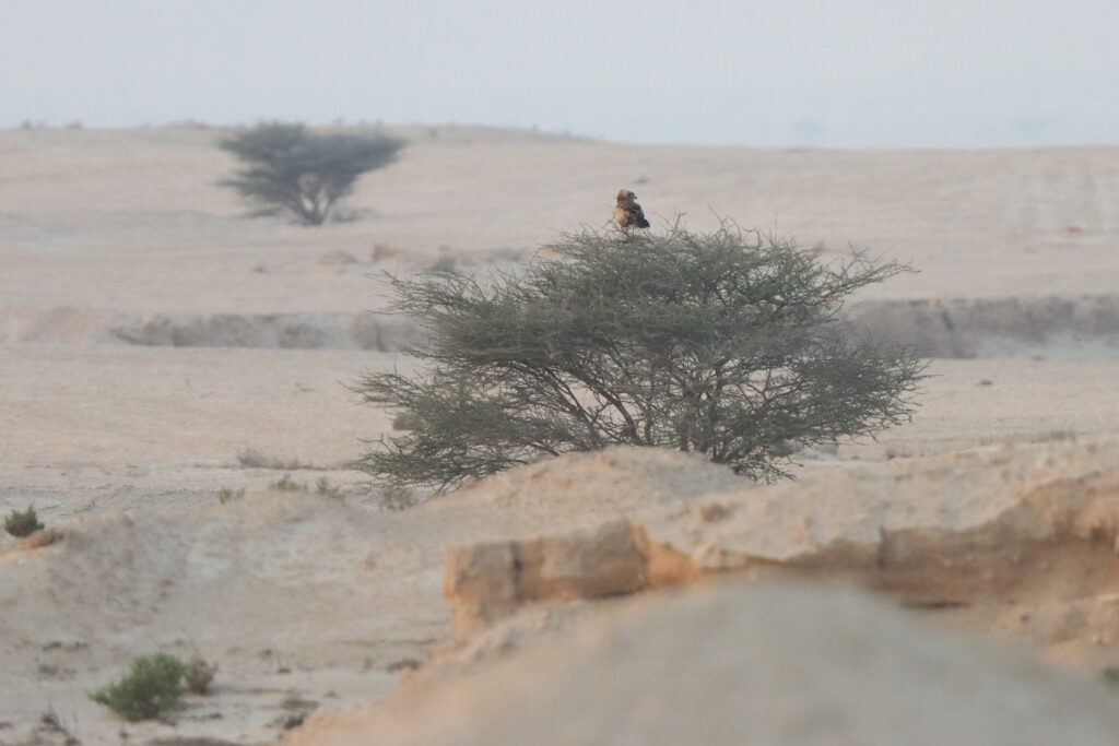 Short-toed Snake Eagle. Qatar, 06 November 2013 © Neil G. Morris.