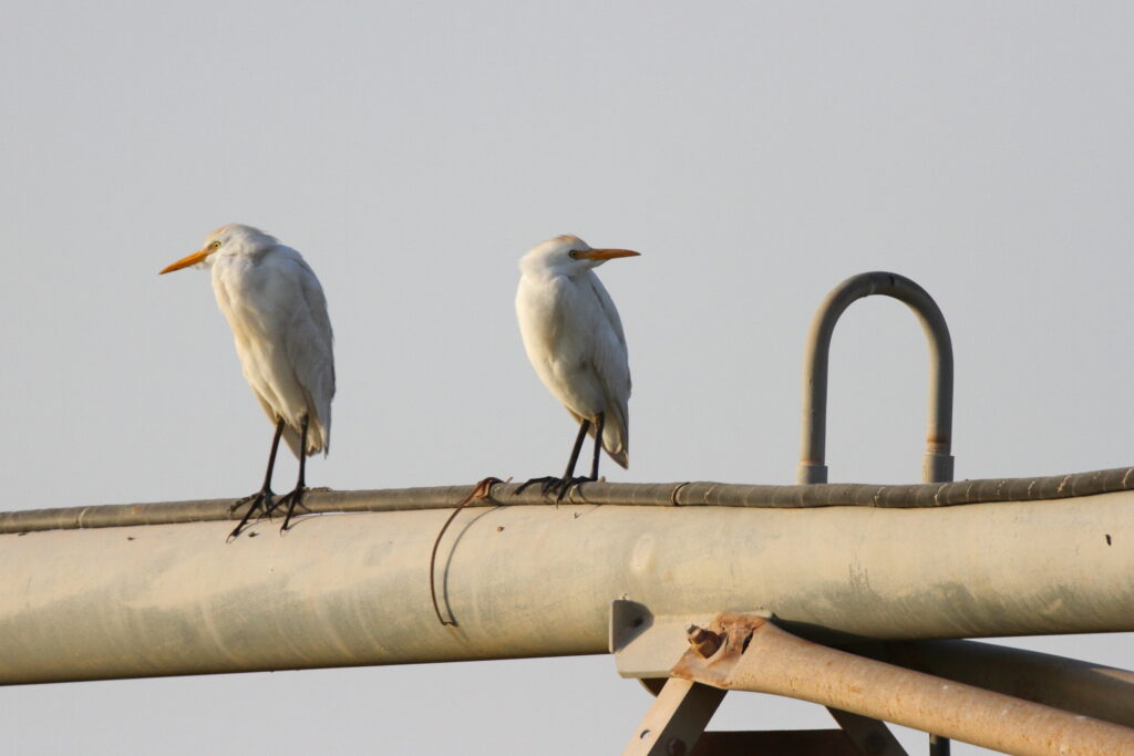 Western Cattle Egret. Qatar, 04 March 2013 © Neil G. Morris.