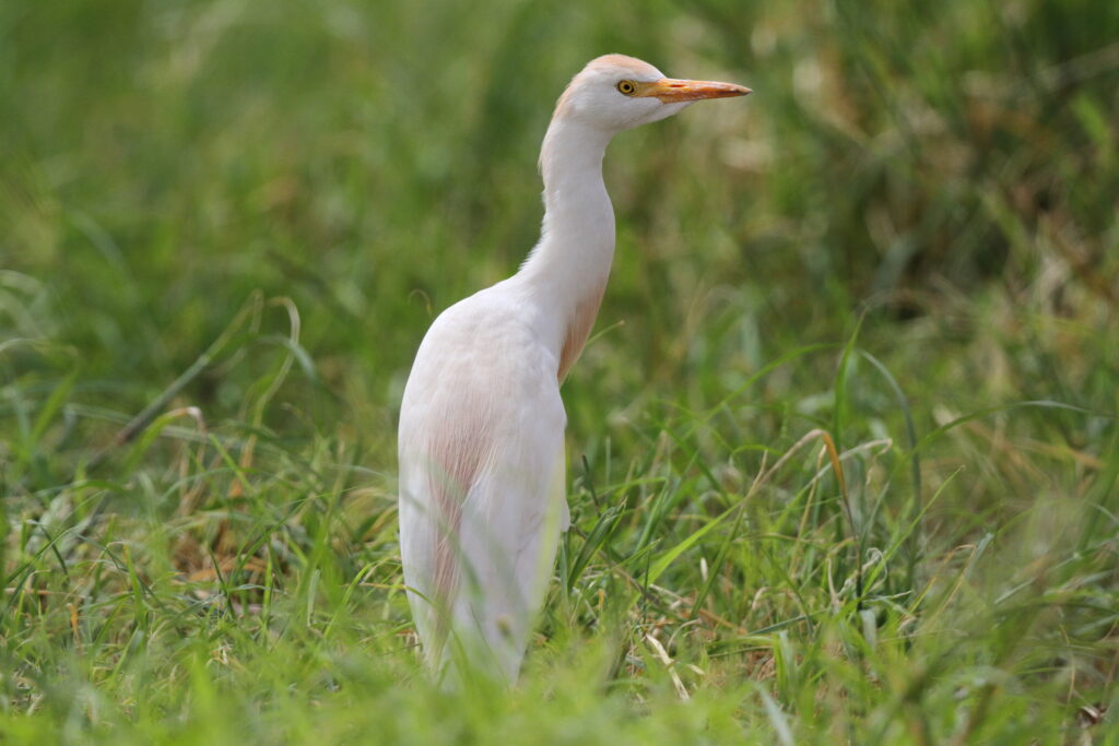 Western Cattle Egret. Qatar, 01 May 2013 © Neil G. Morris.