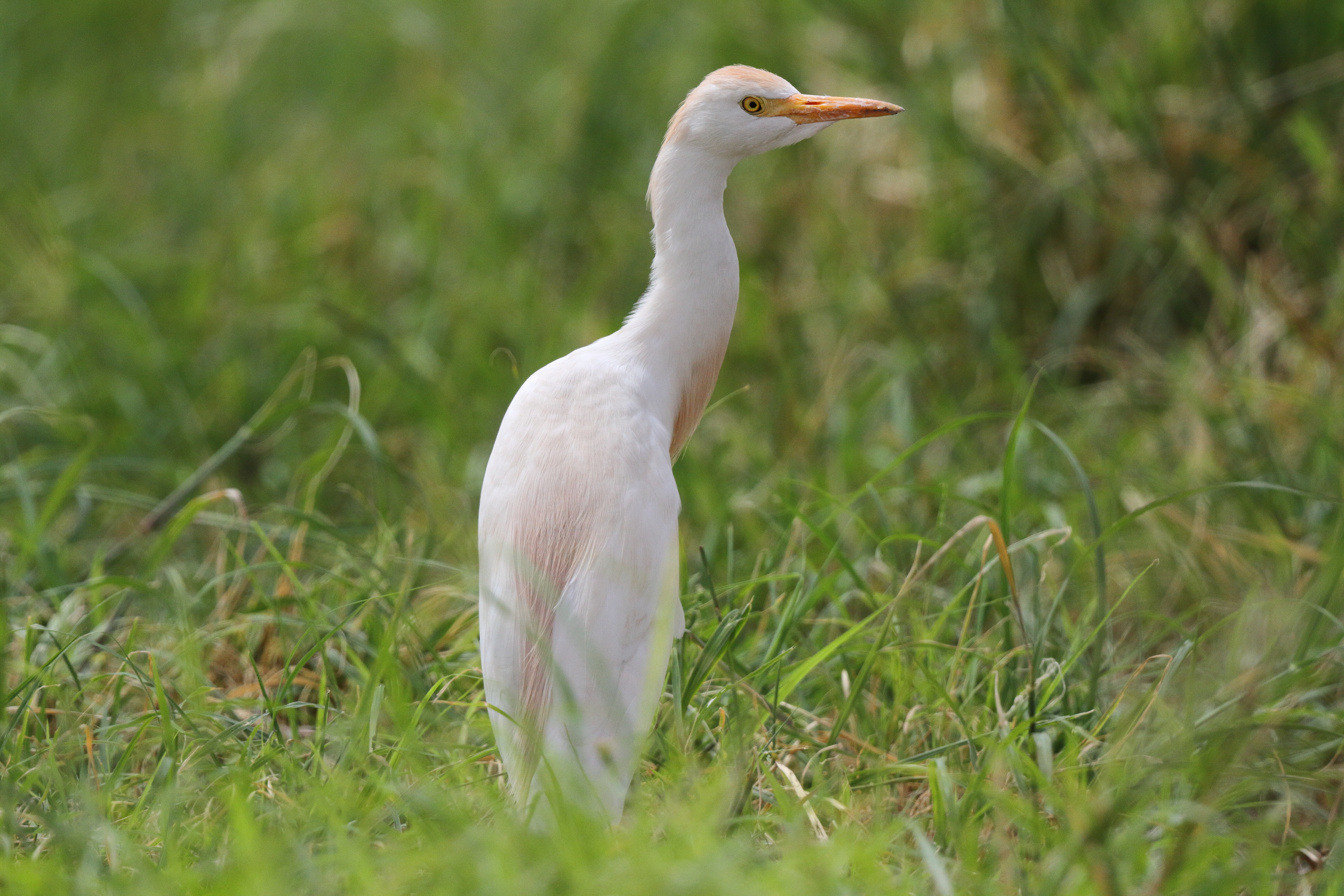 Western Cattle Egret. Qatar, 01 May 2013 © Neil G. Morris.
