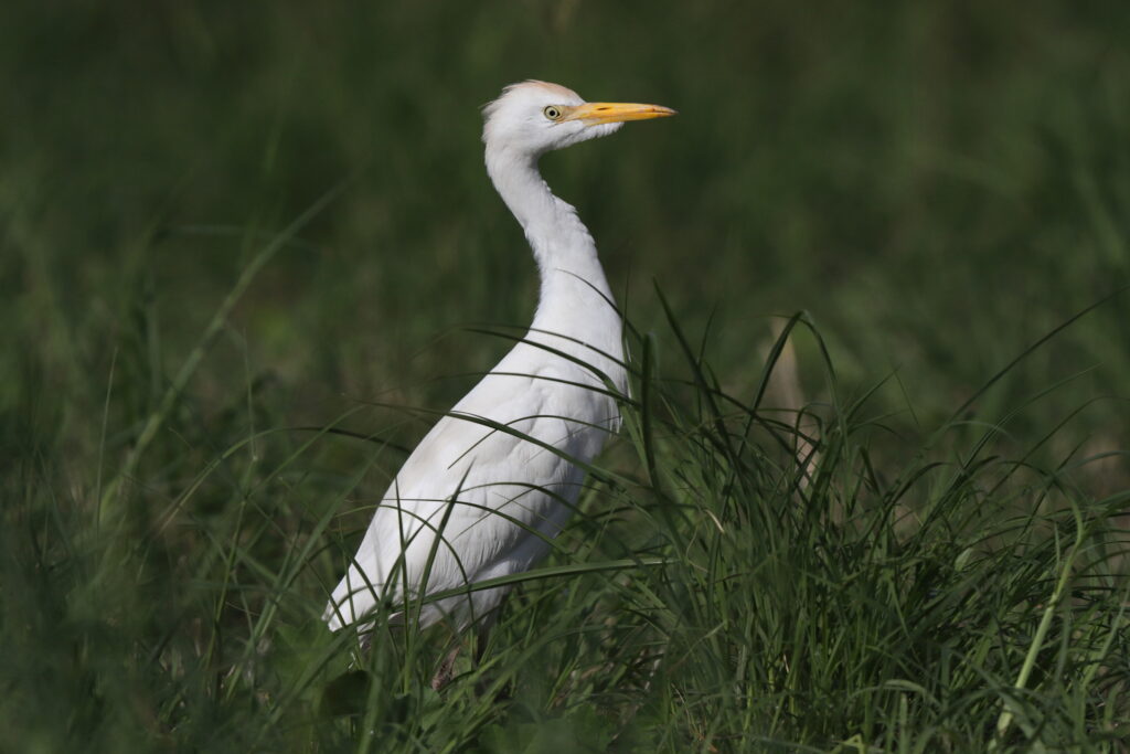 Western Cattle Egret. Qatar, 22 November 2013 © Neil G. Morris.