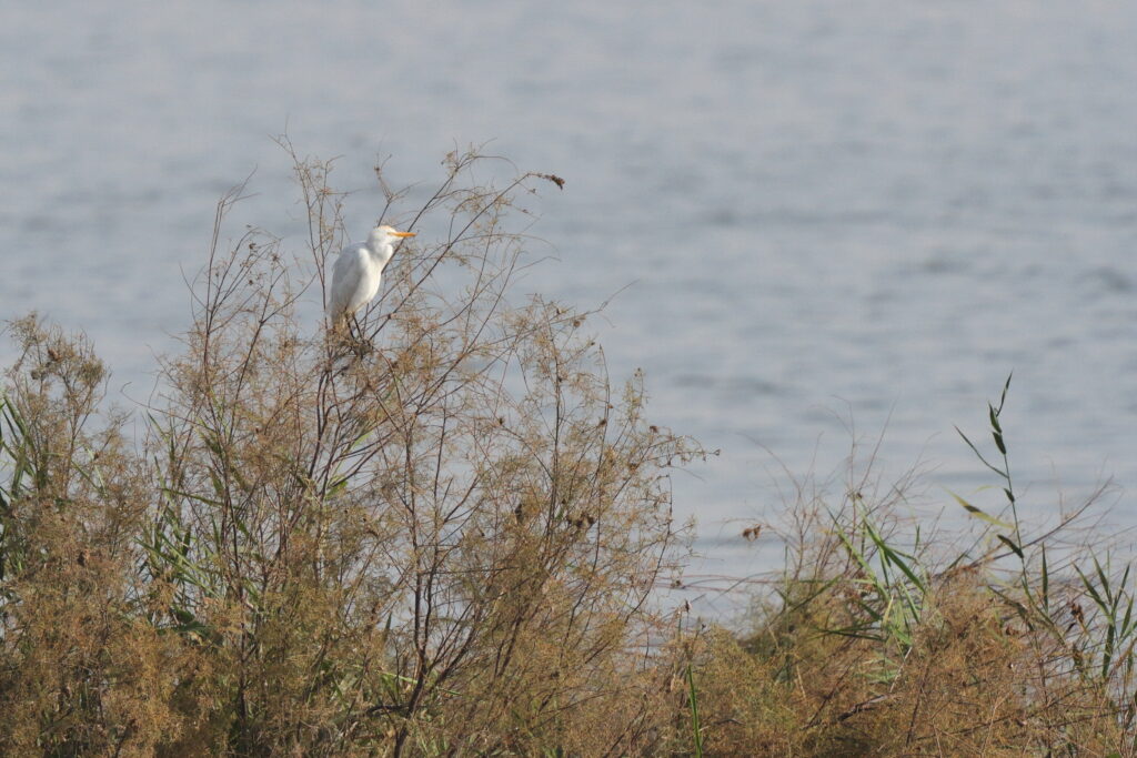 Western Cattle Egret. Qatar, 24 January 2014 © Neil G. Morris.