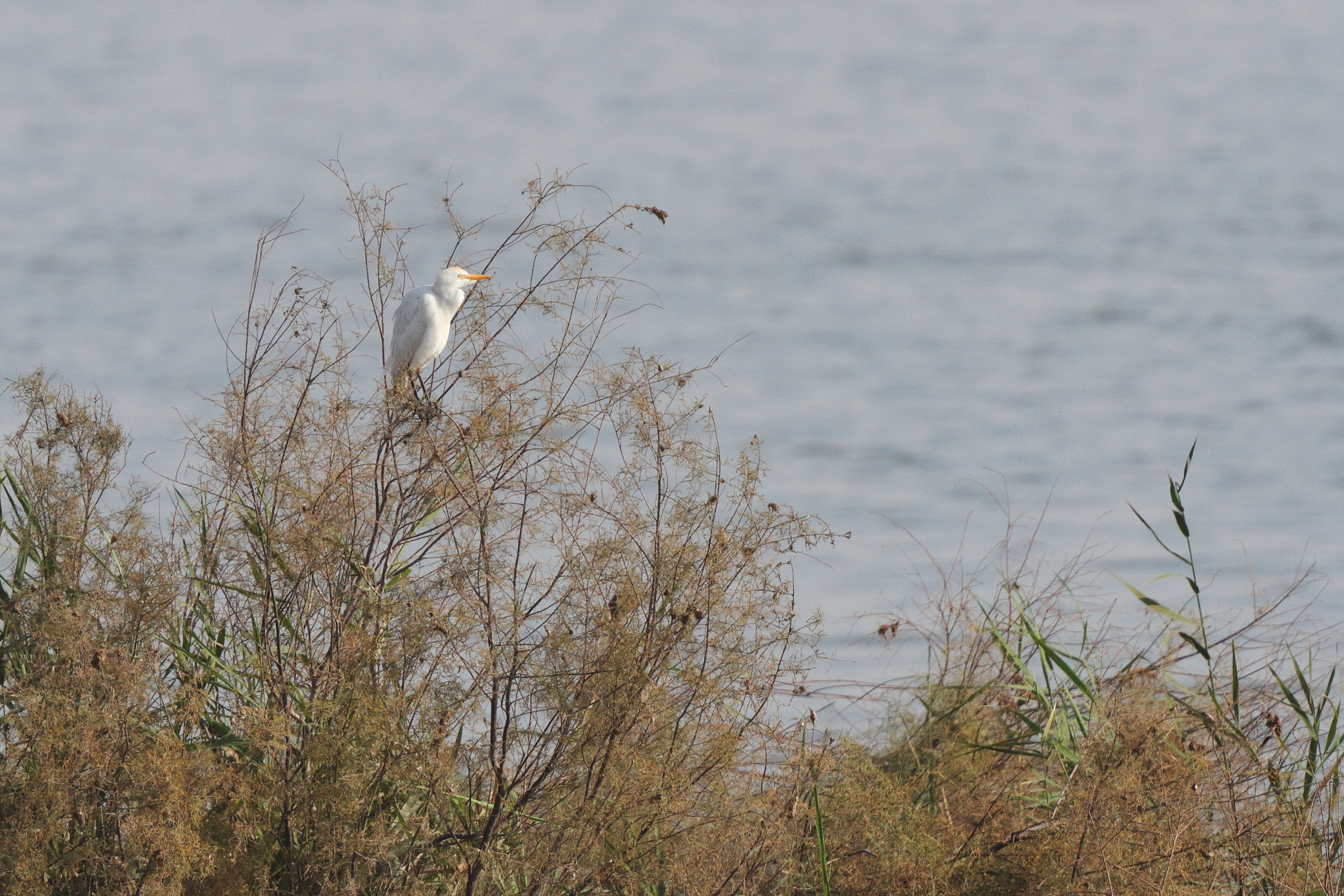 Western Cattle Egret. Qatar, 24 January 2014 © Neil G. Morris.