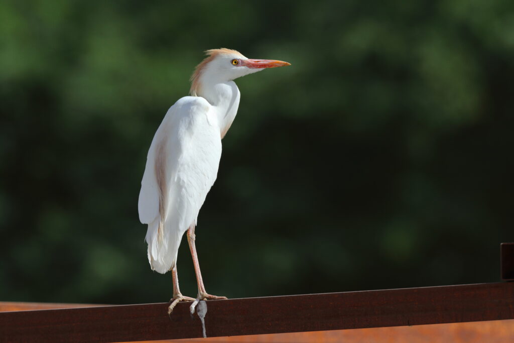 Western Cattle Egret. Qatar, 05 May 2014 © Neil G. Morris.