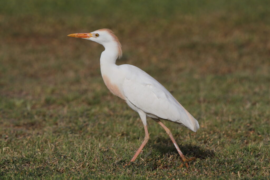 Western Cattle Egret. Qatar, 05 May 2014 © Neil G. Morris.