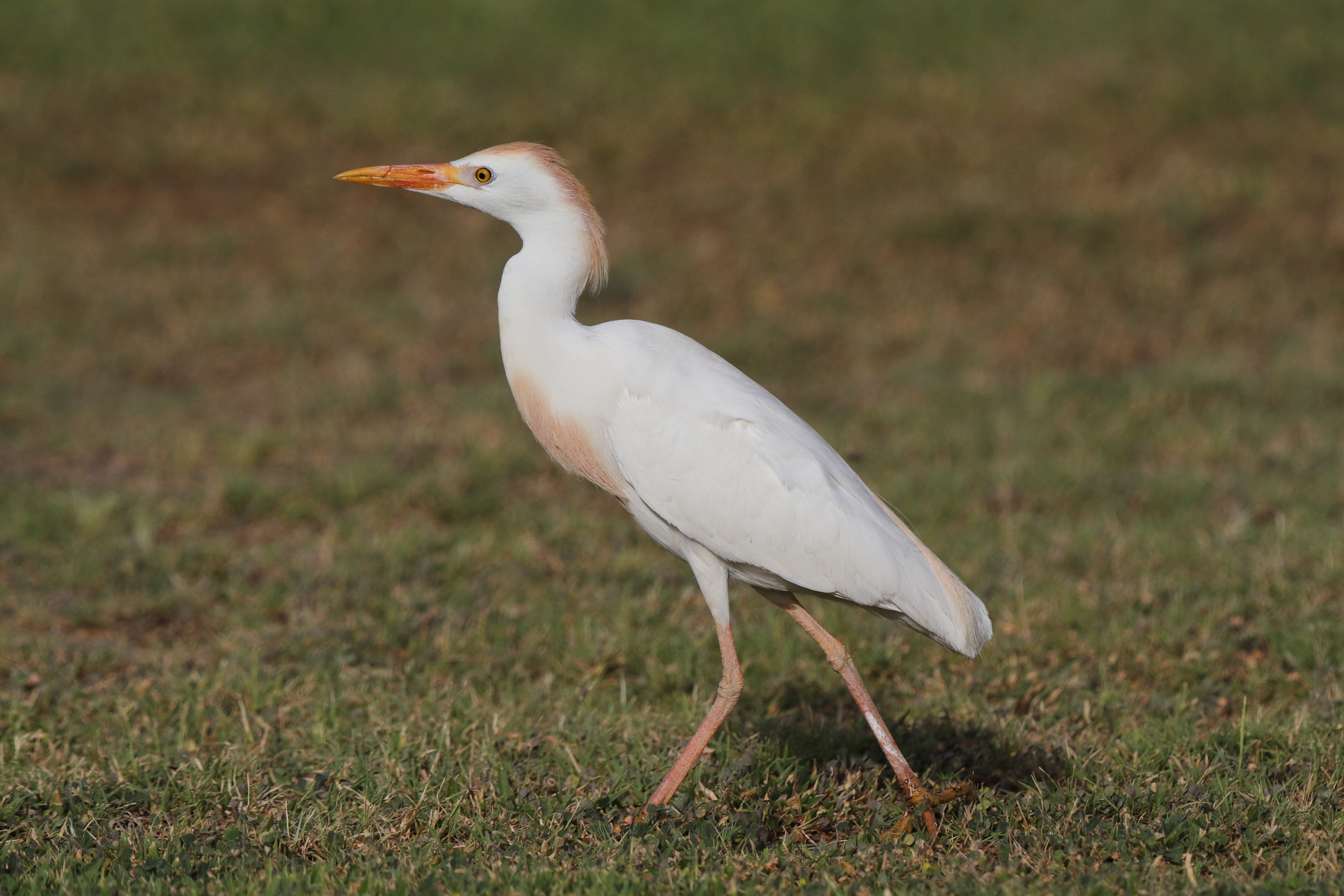Western Cattle Egret. Qatar, 05 May 2014 © Neil G. Morris.