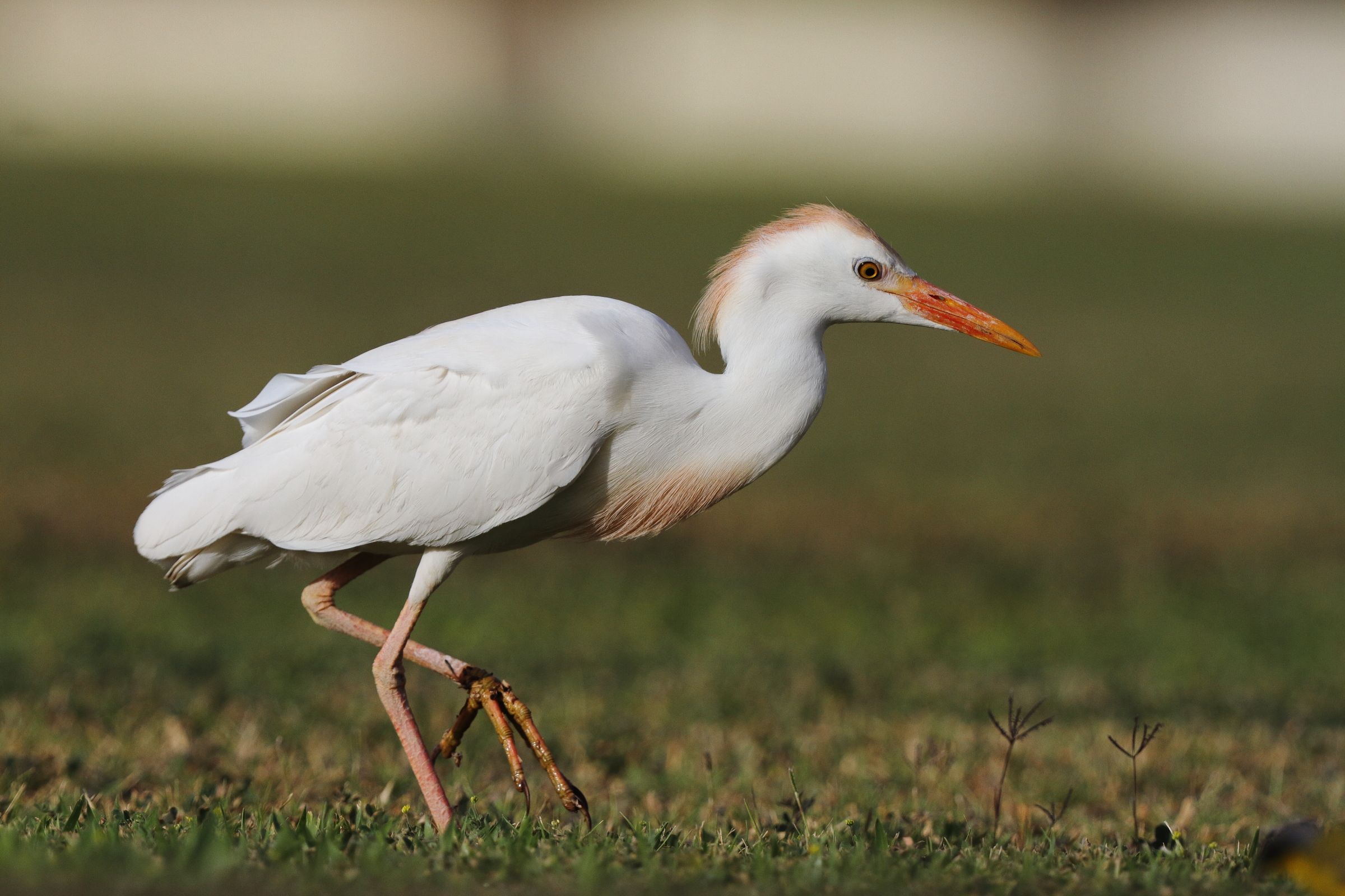 Western Cattle Egret. Qatar, 05 May 2014 © Neil G. Morris.