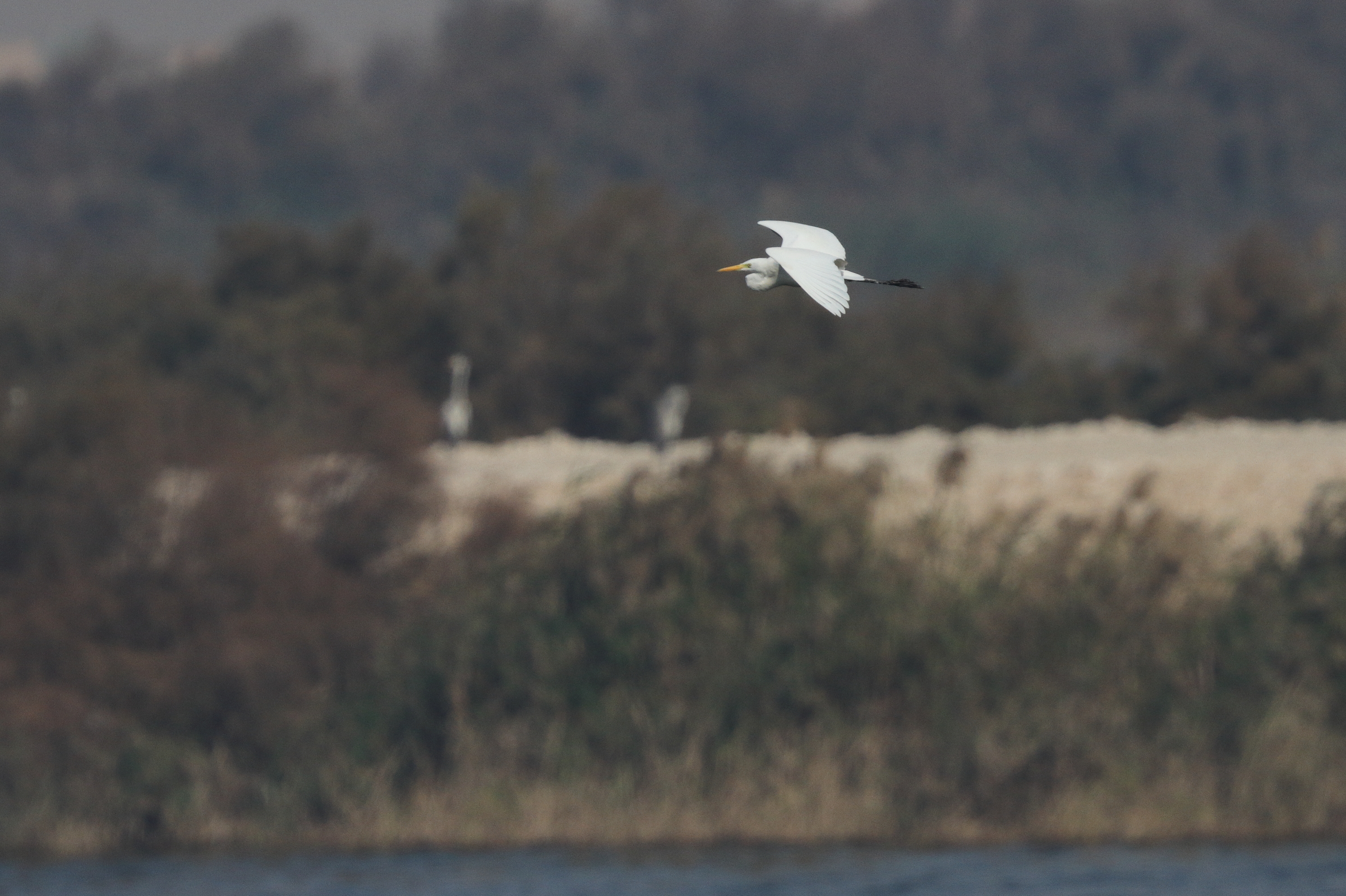 Intermediate Egret. Qatar, 22 January 2014 © Neil G. Morris.
