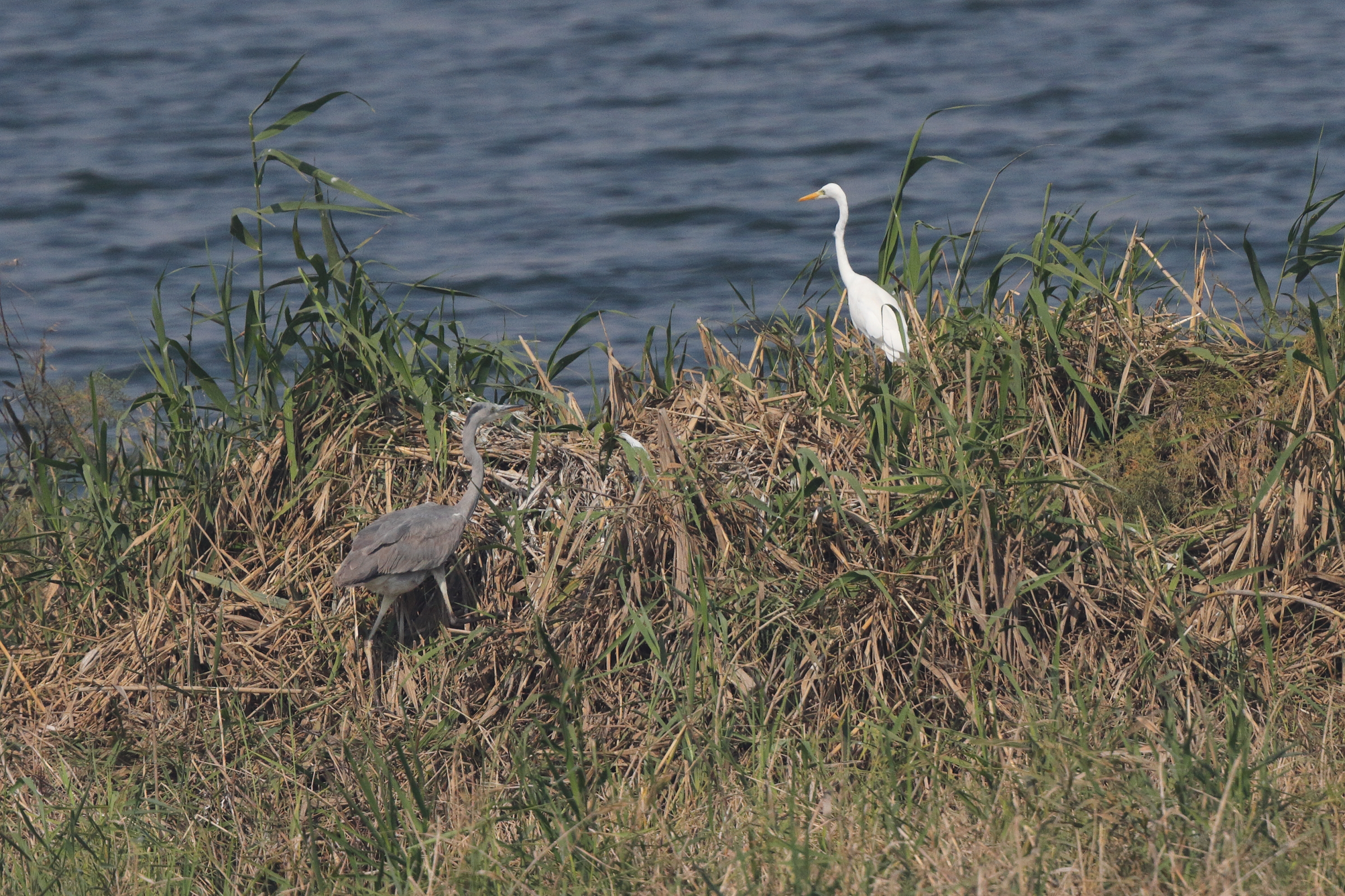 Intermediate Egret. Qatar, 22 January 2014 © Neil G. Morris.