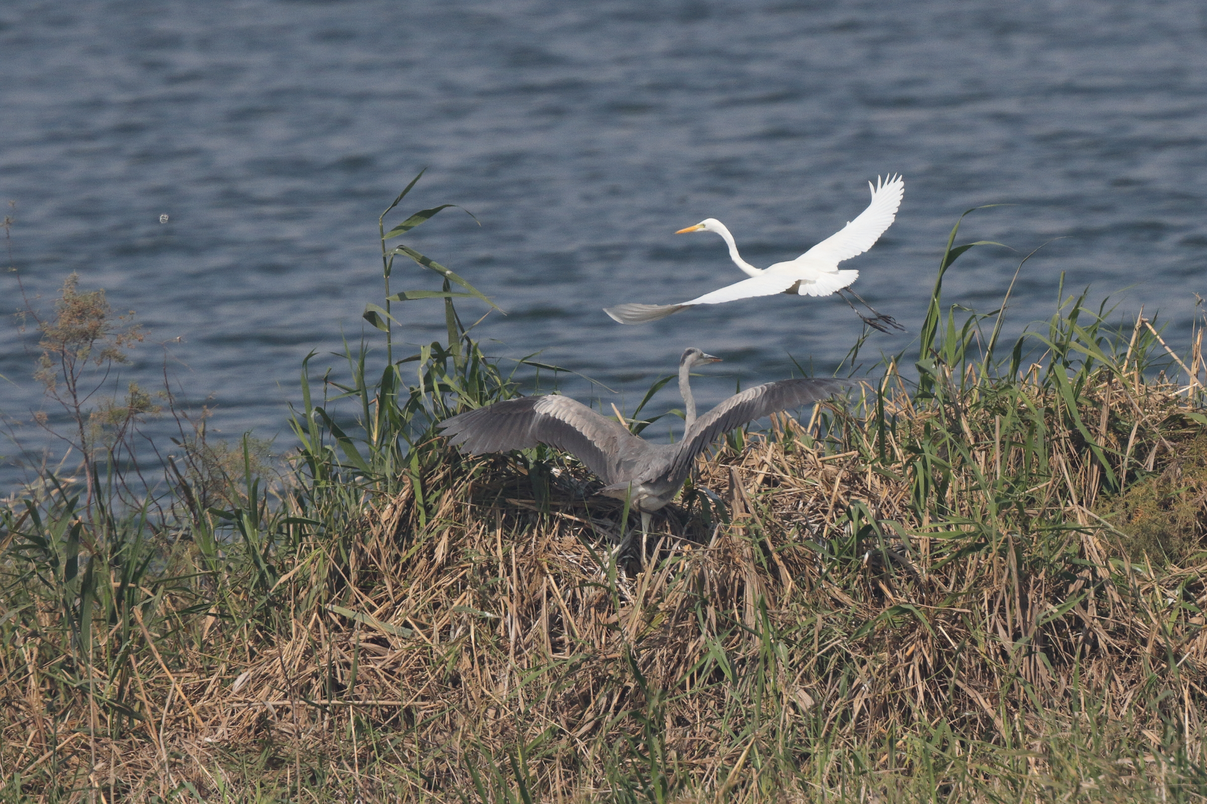 Intermediate Egret. Qatar, 22 January 2014 © Neil G. Morris.