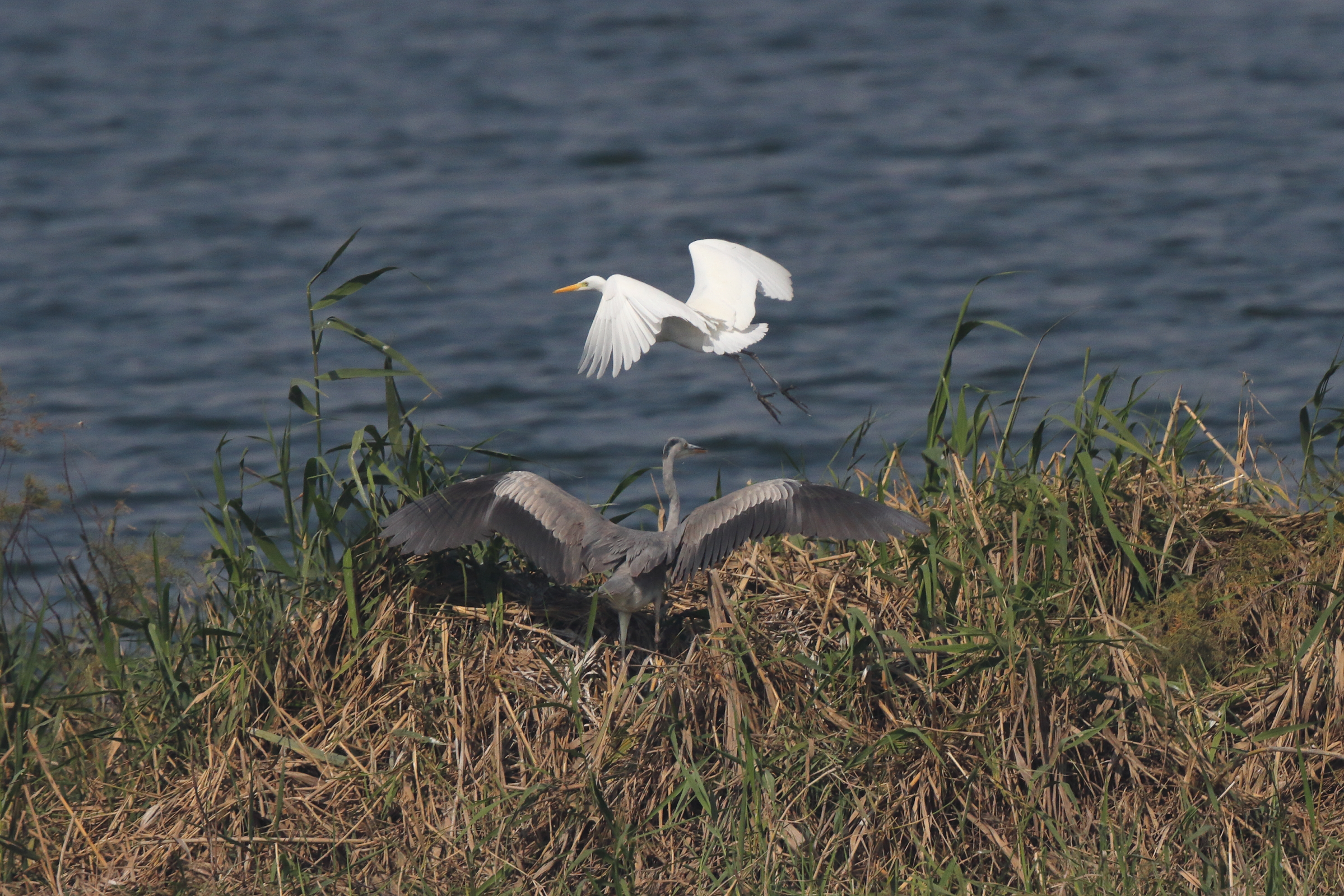 Intermediate Egret. Qatar, 22 January 2014 © Neil G. Morris.