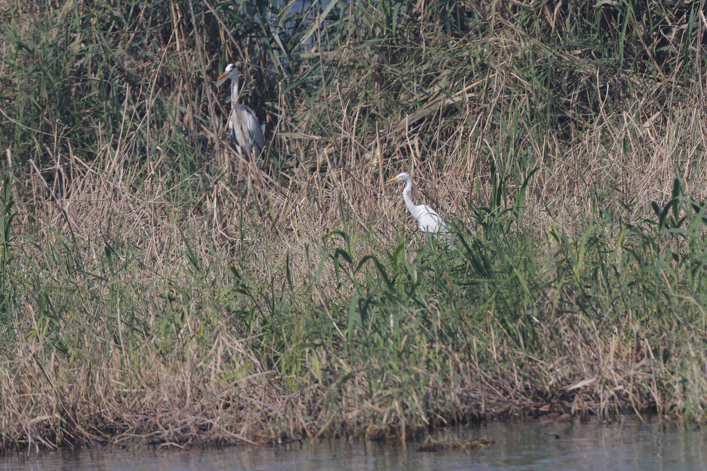 Intermediate Egret. Qatar, 22 January 2014 © Neil G. Morris.
