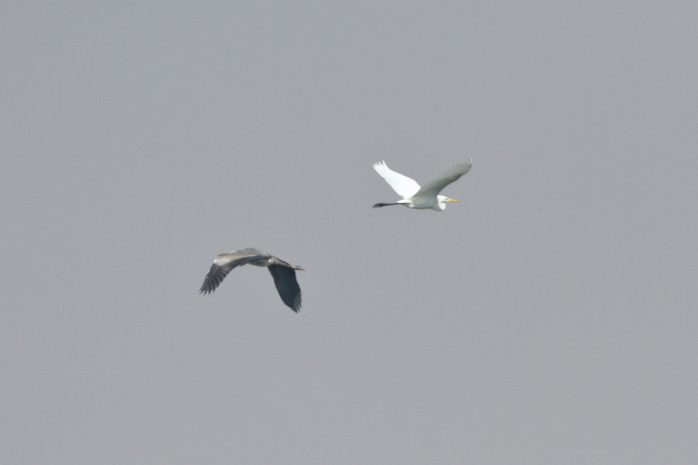 Intermediate Egret. Qatar, 22 January 2014 © Neil G. Morris.