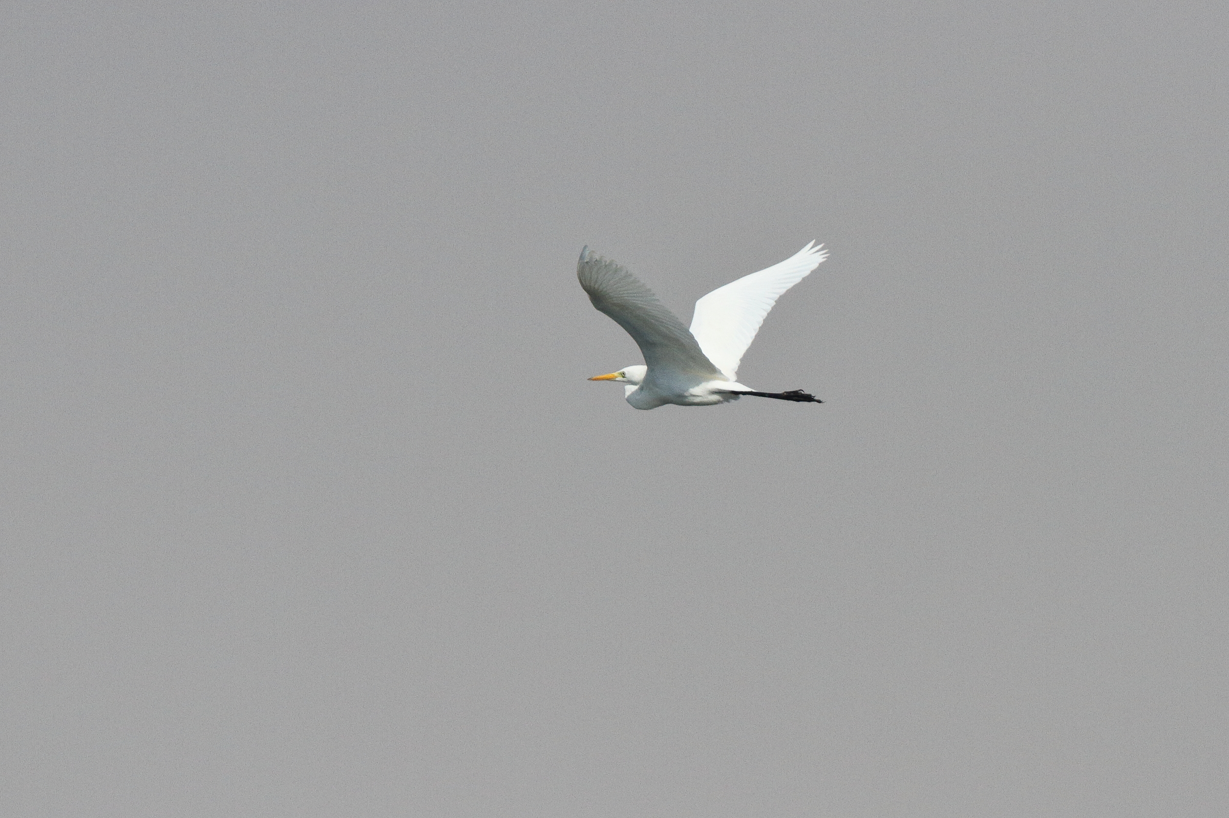 Intermediate Egret. Qatar, 22 January 2014 © Neil G. Morris.