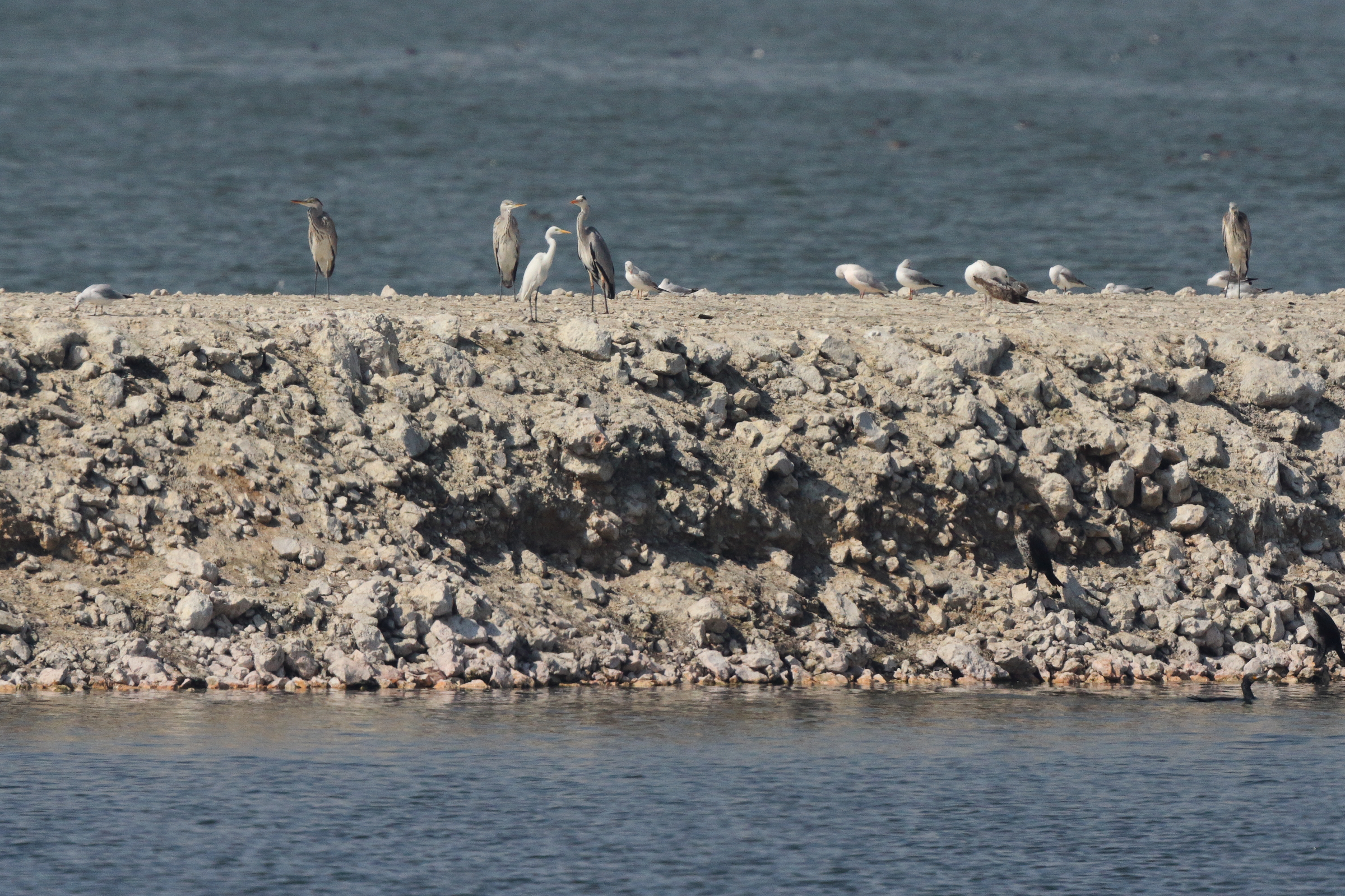 Intermediate Egret. Qatar, 22 January 2014 © Neil G. Morris.
