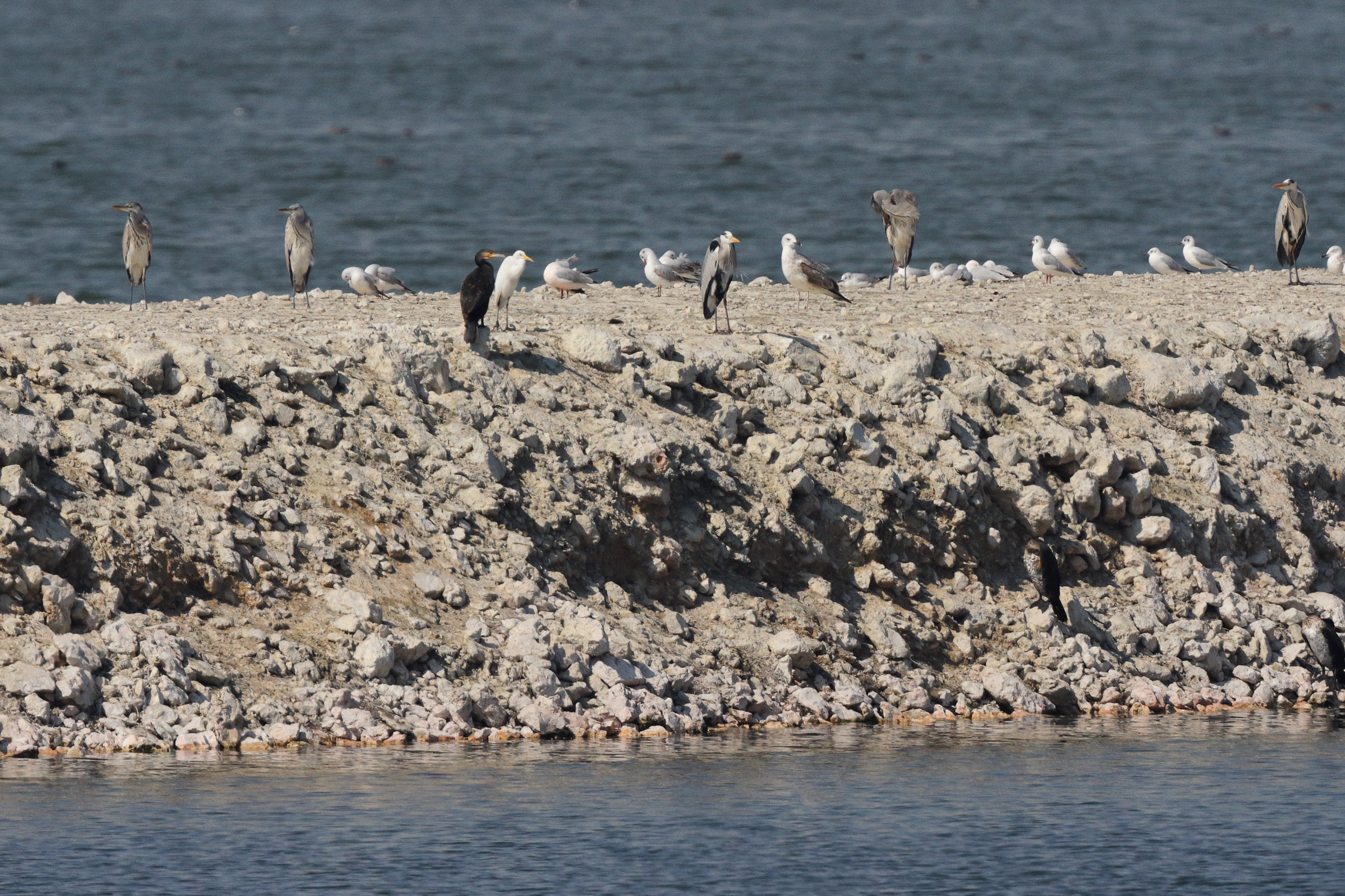 Intermediate Egret. Qatar, 22 January 2014 © Neil G. Morris.