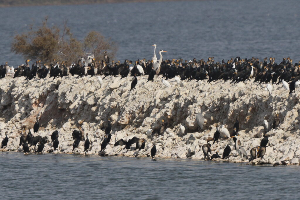 Intermediate Egret. Qatar, 24 January 2014 © Neil G. Morris.