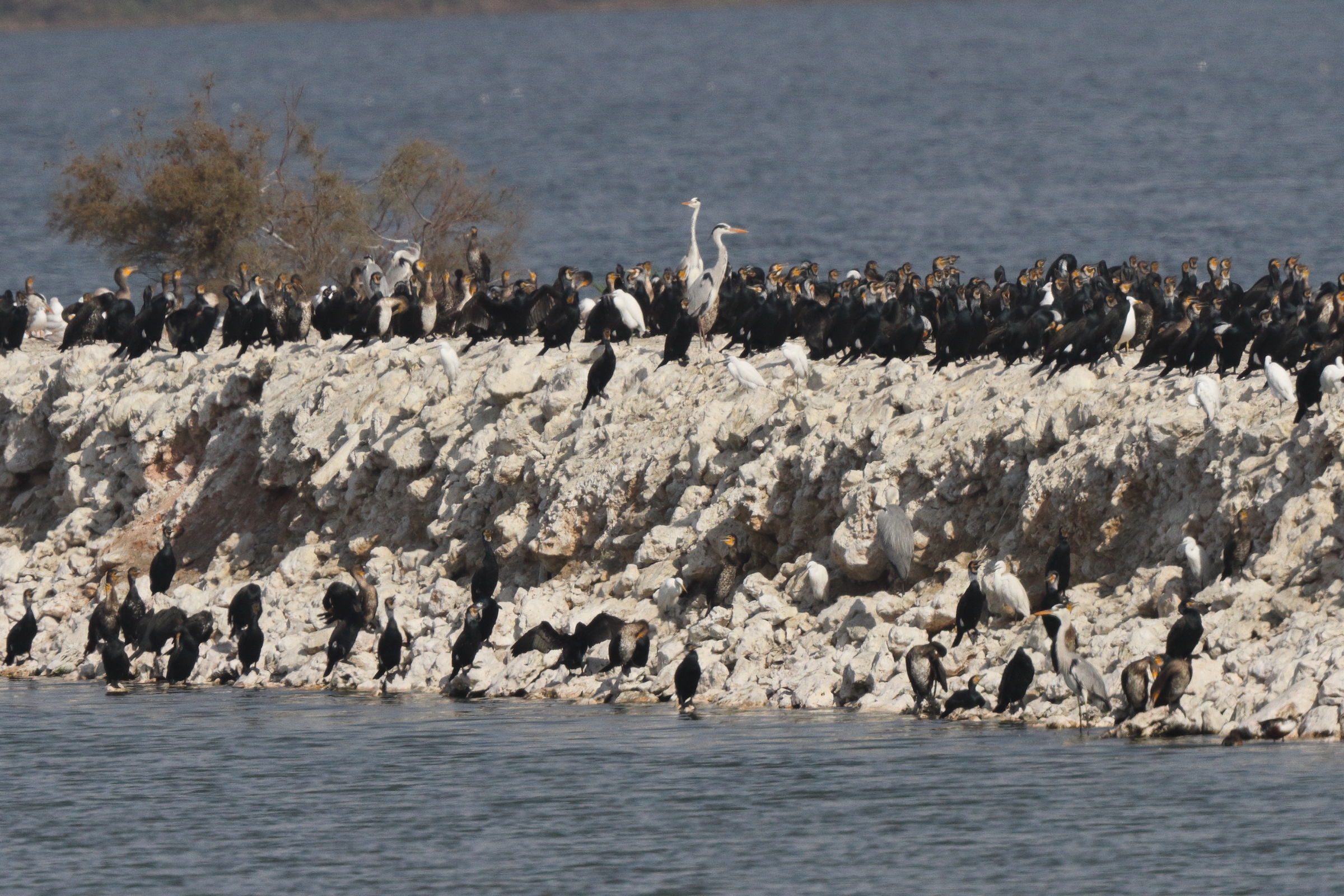 Intermediate Egret. Qatar, 24 January 2014 © Neil G. Morris.