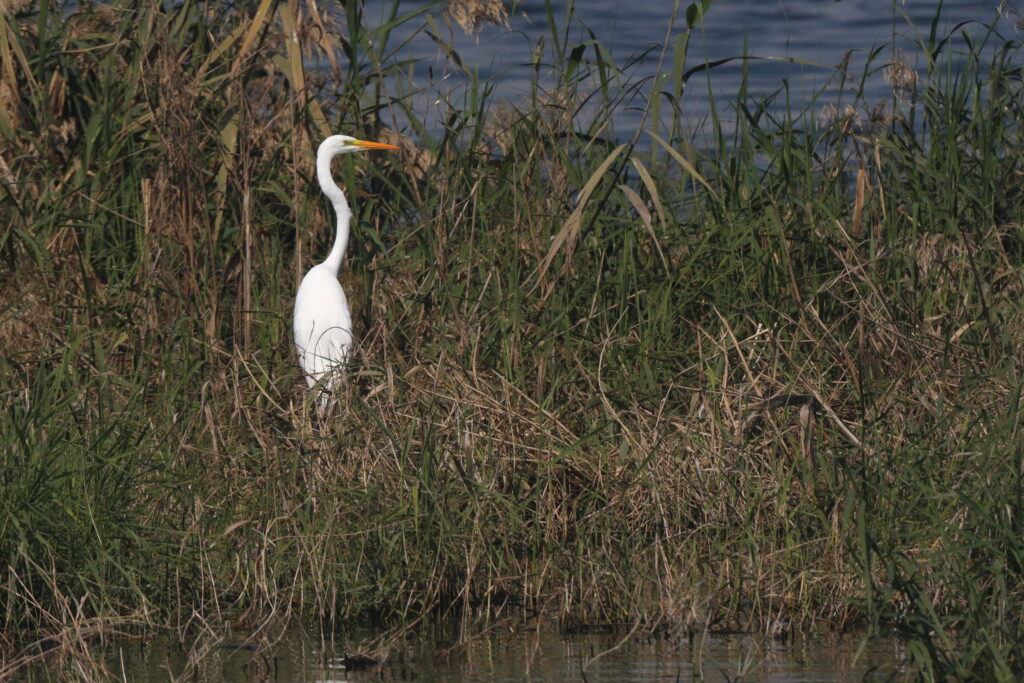 Western Great Egret. Qatar, 22 January 2014 © Neil G. Morris.