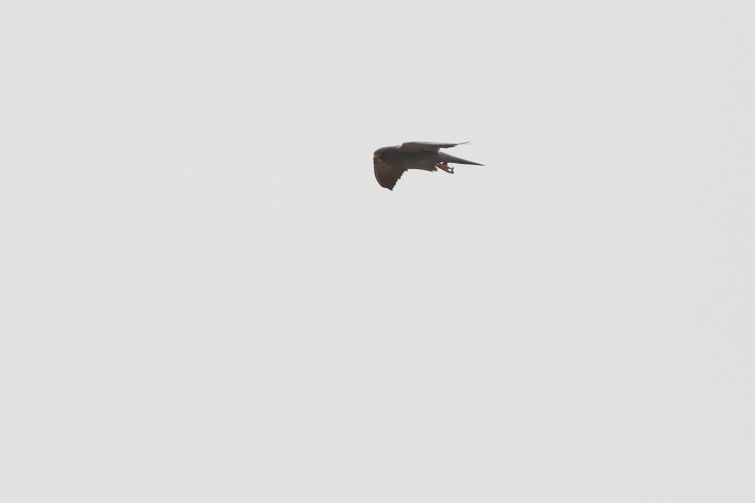 Sooty Falcon. Qatar, 14 June 2014 © Neil G. Morris.