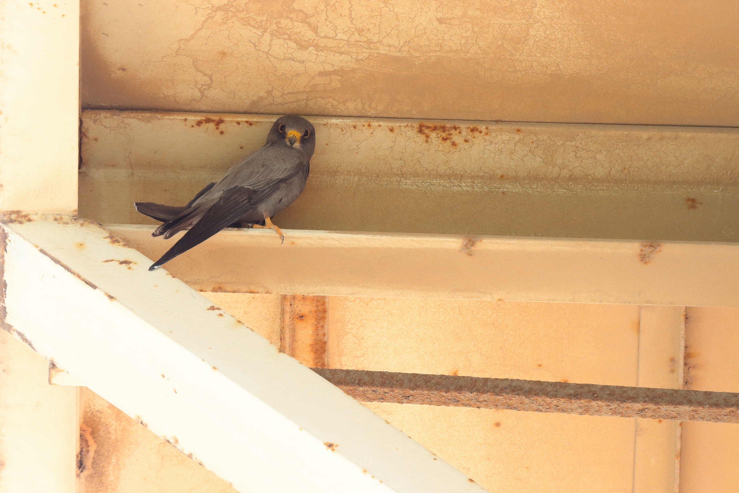 Sooty Falcon. Qatar, 14 June 2014 © Neil G. Morris.