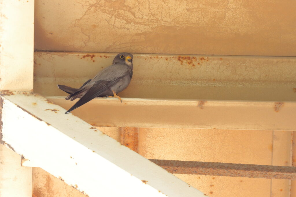 Sooty Falcon. Qatar, 14 June 2014 © Neil G. Morris.