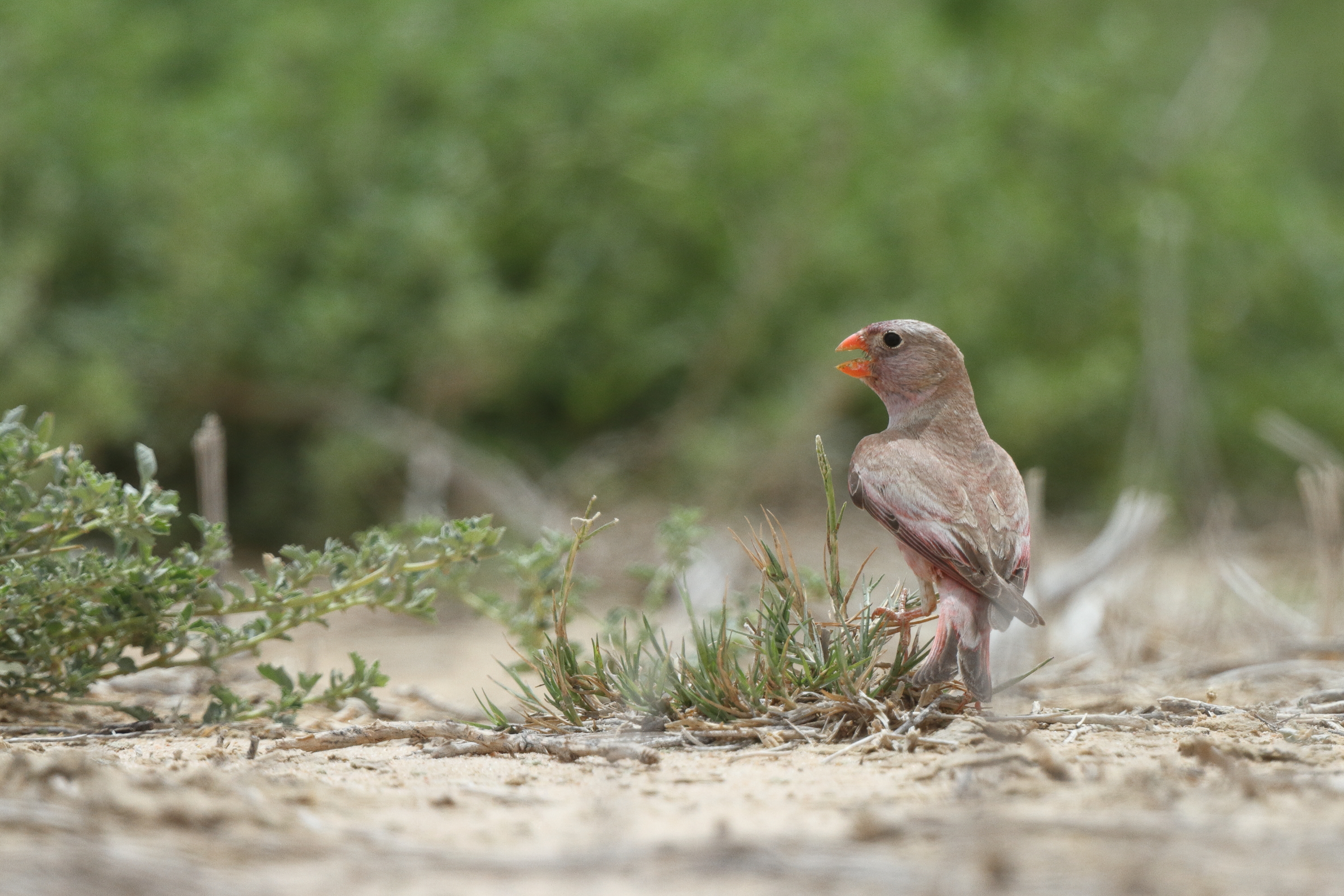 Trumpeter Finch. Qatar, 18 April 2013 © Neil G. Morris.