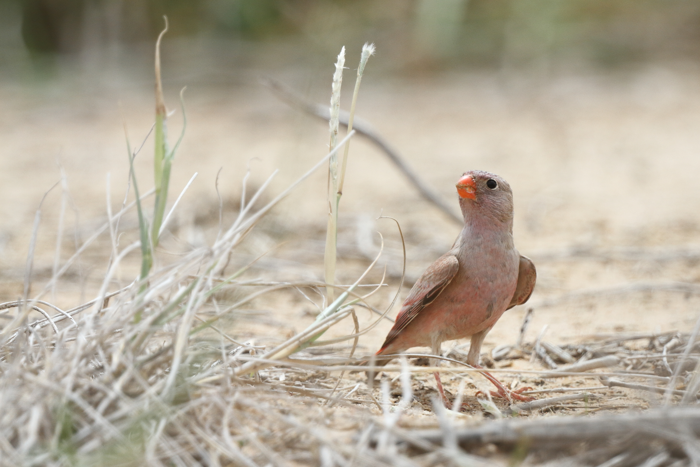 Trumpeter Finch. Qatar, 18 April 2013 © Neil G. Morris.
