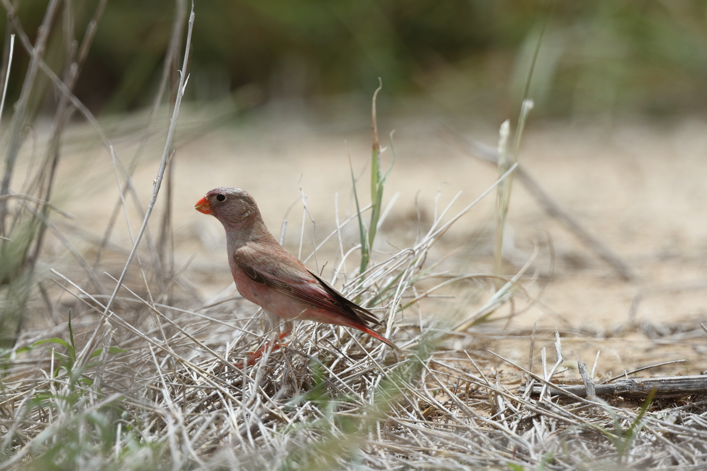 Trumpeter Finch. Qatar, 18 April 2013 © Neil G. Morris.
