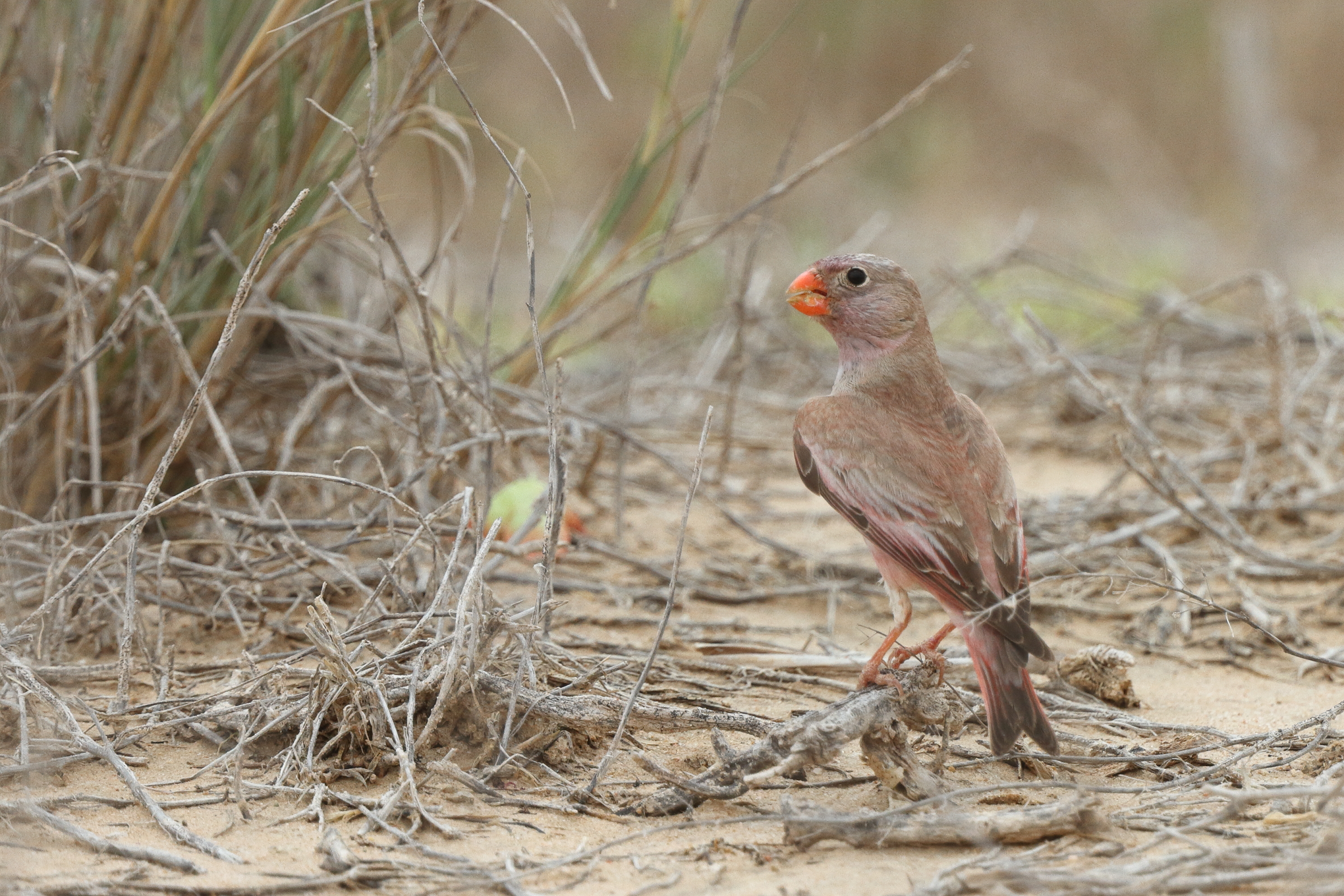 Trumpeter Finch. Qatar, 18 April 2013 © Neil G. Morris.