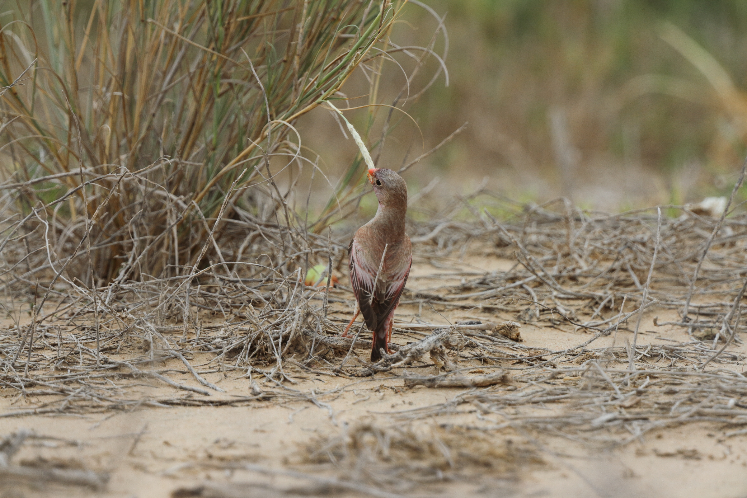Trumpeter Finch. Qatar, 18 April 2013 © Neil G. Morris.
