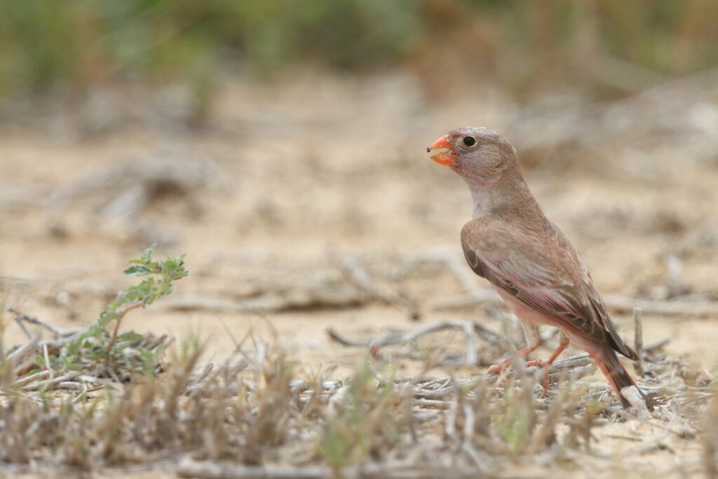 Trumpeter Finch. Qatar, 18 April 2013 © Neil G. Morris.