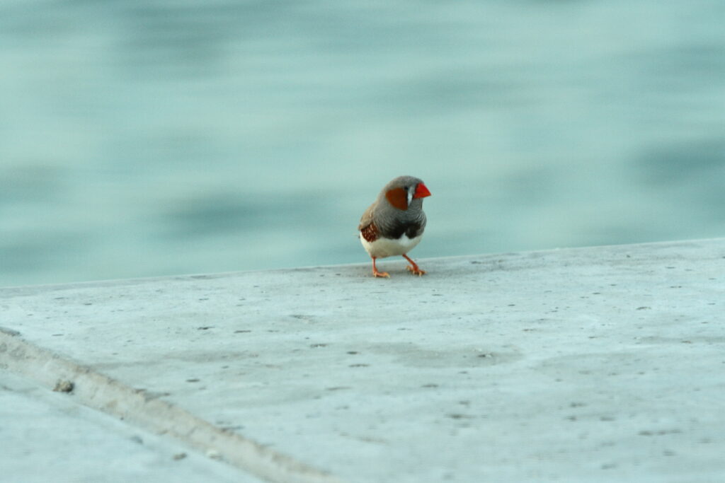 Zebra Finch. Qatar, 25 June 2014 © Neil G. Morris.