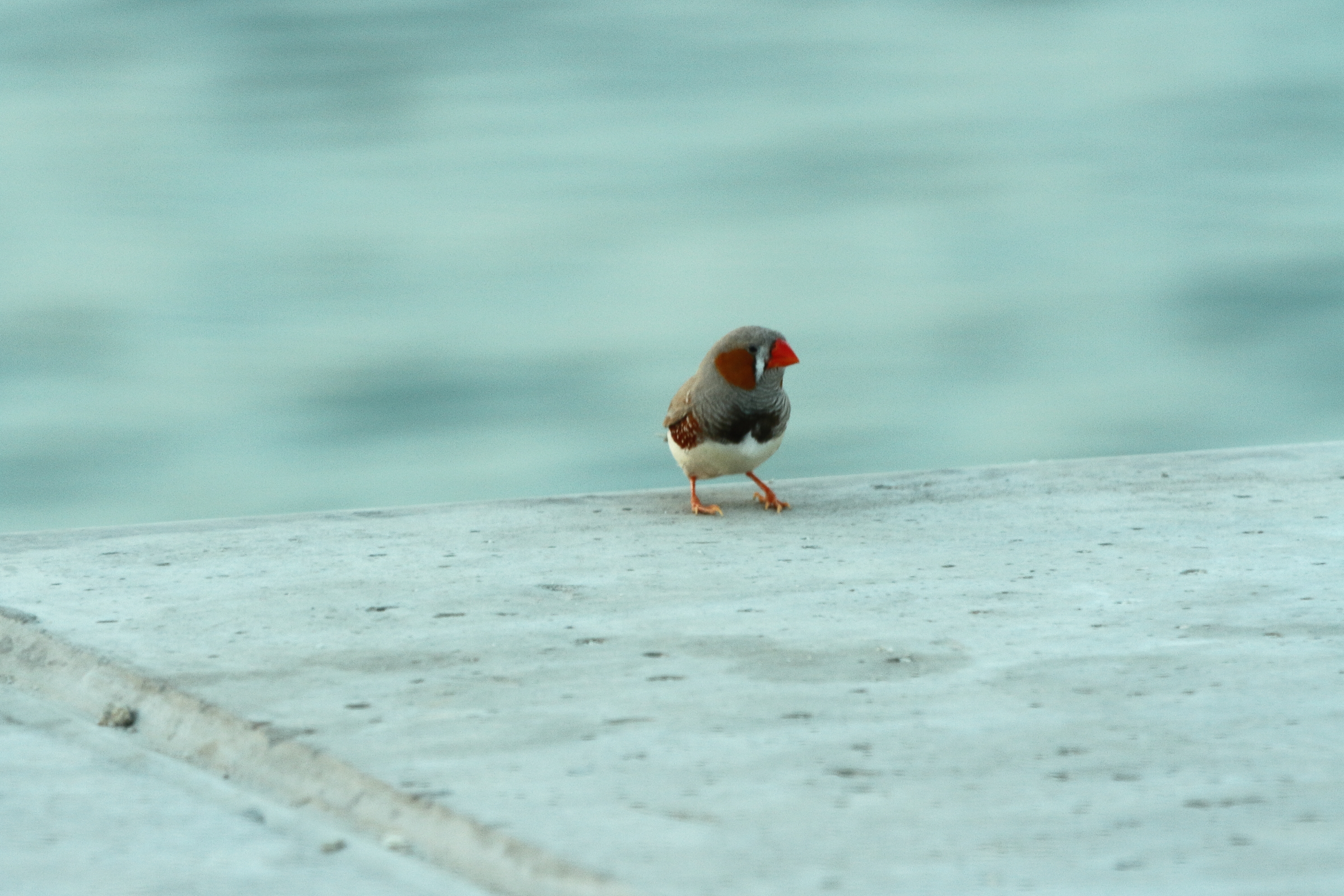 Zebra Finch. Qatar, 25 June 2014 © Neil G. Morris.