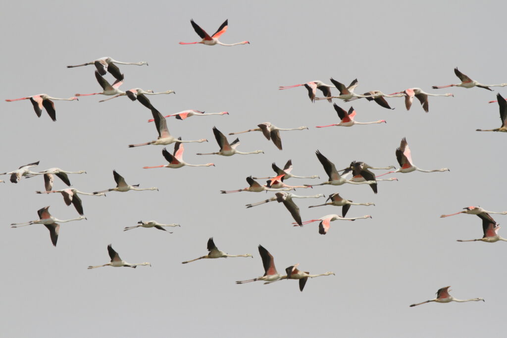 Greater Flamingo. Qatar, 19 February 2013 © Neil G. Morris.