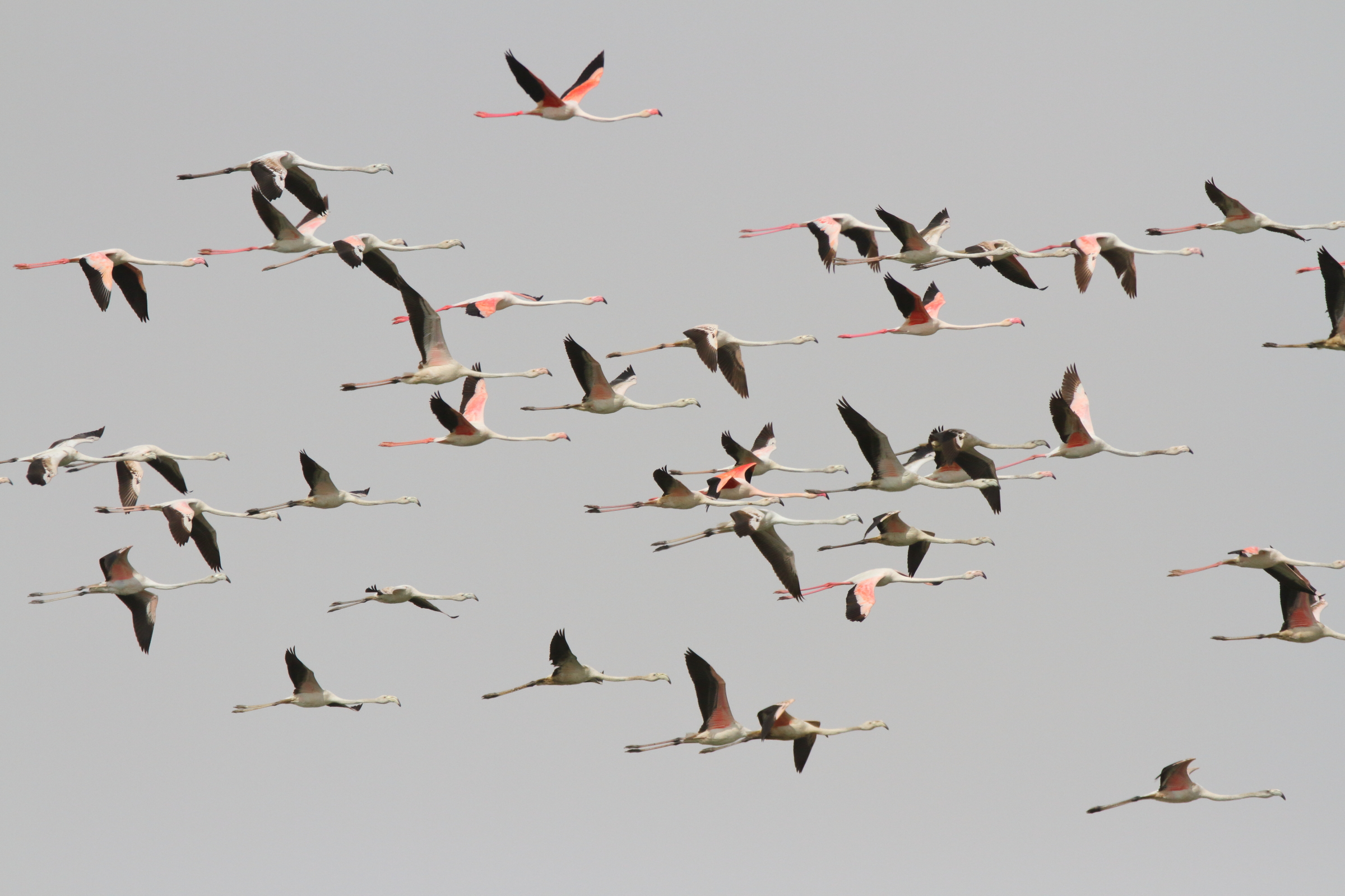 Greater Flamingo. Qatar, 19 February 2013 © Neil G. Morris.