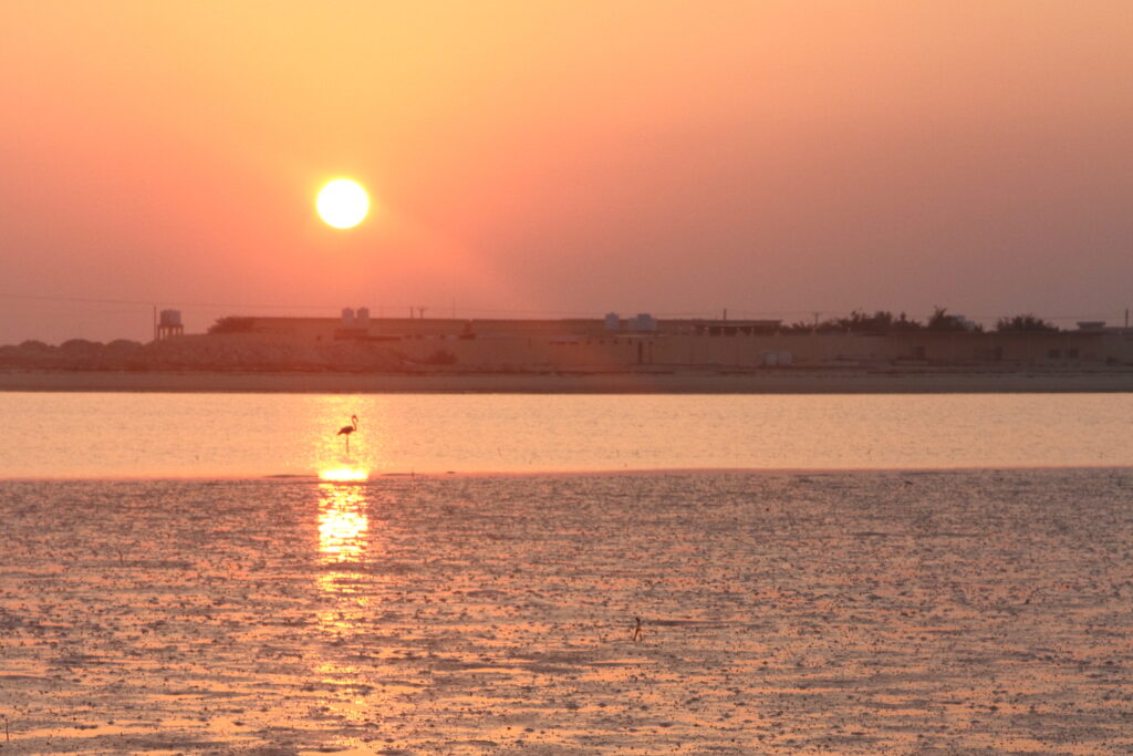 Greater Flamingo. Qatar, 28 November 2013 © Neil G. Morris.