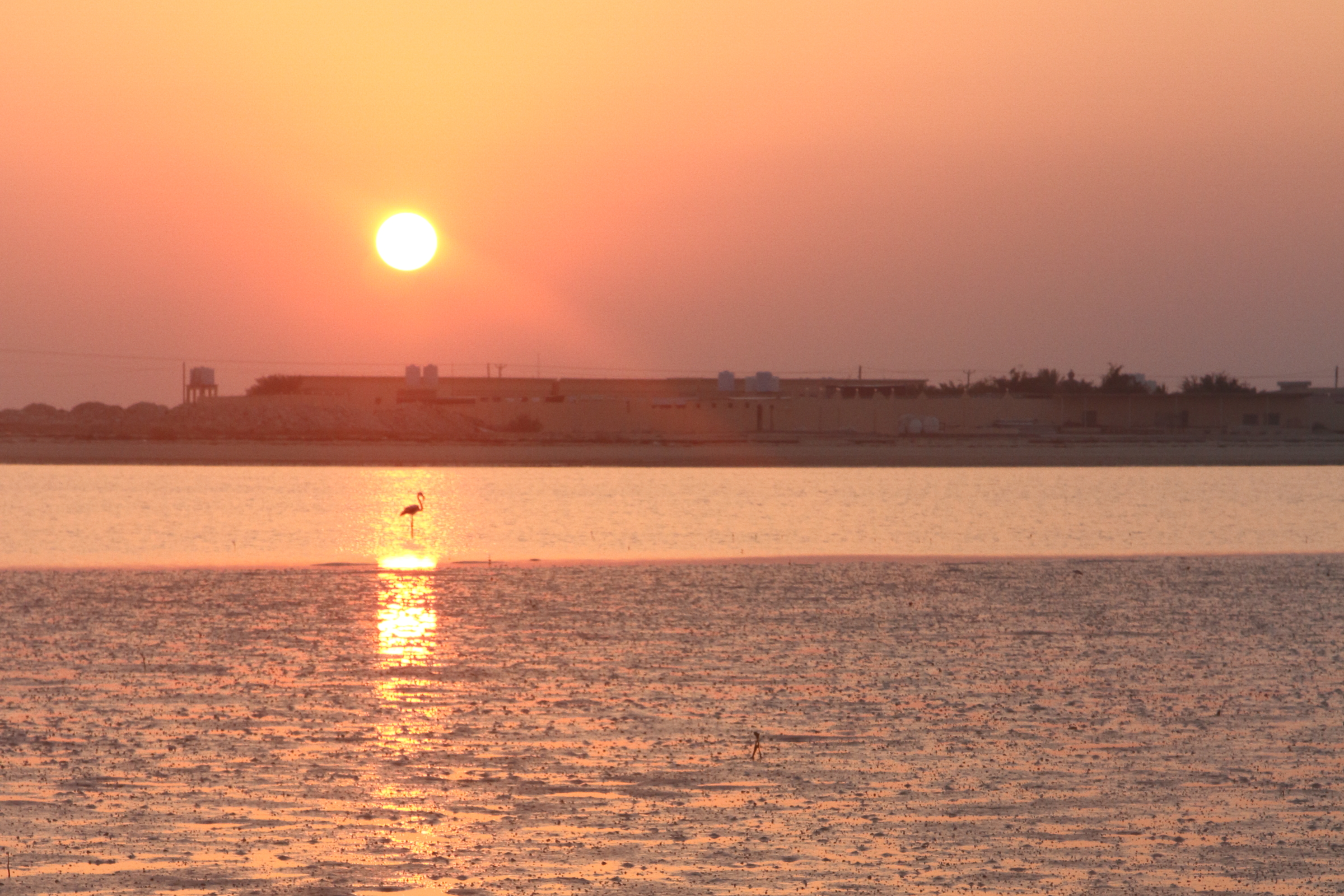Greater Flamingo. Qatar, 28 November 2013 © Neil G. Morris.